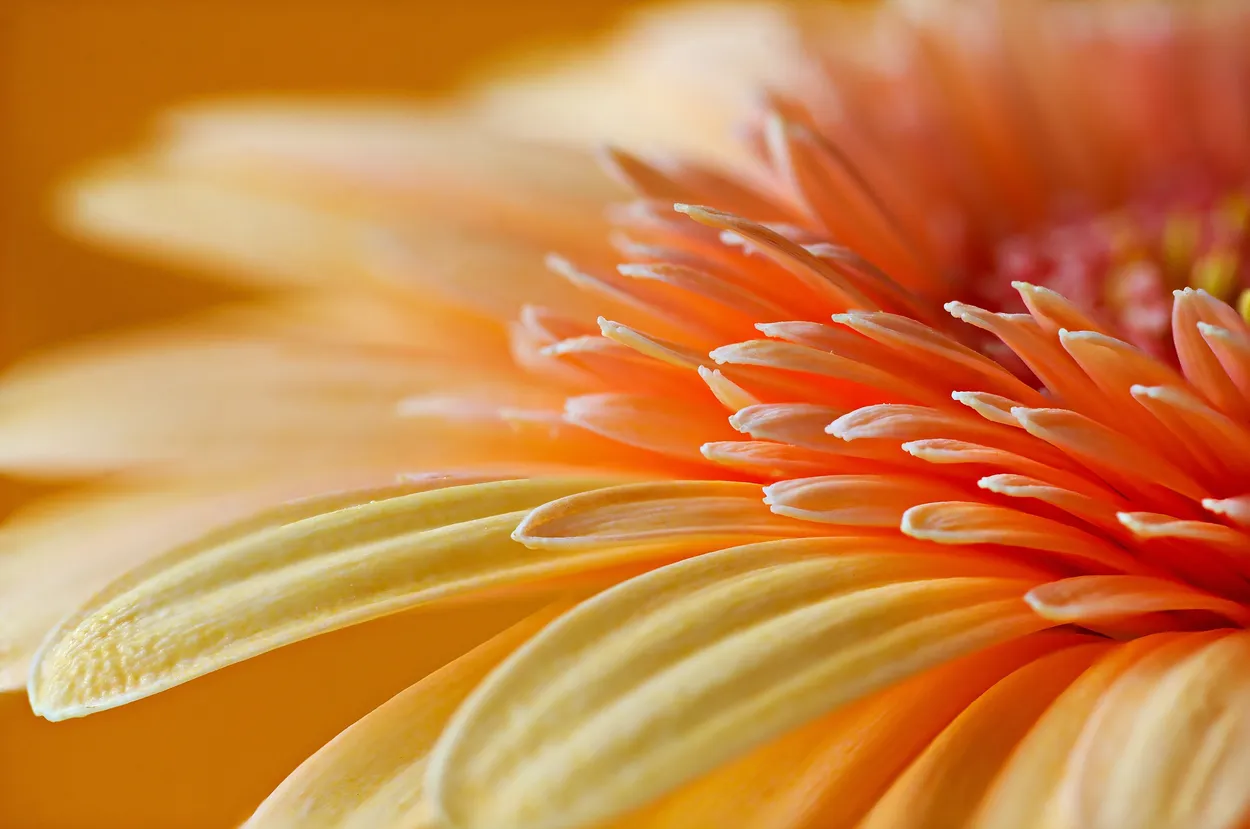 Entry 2968945