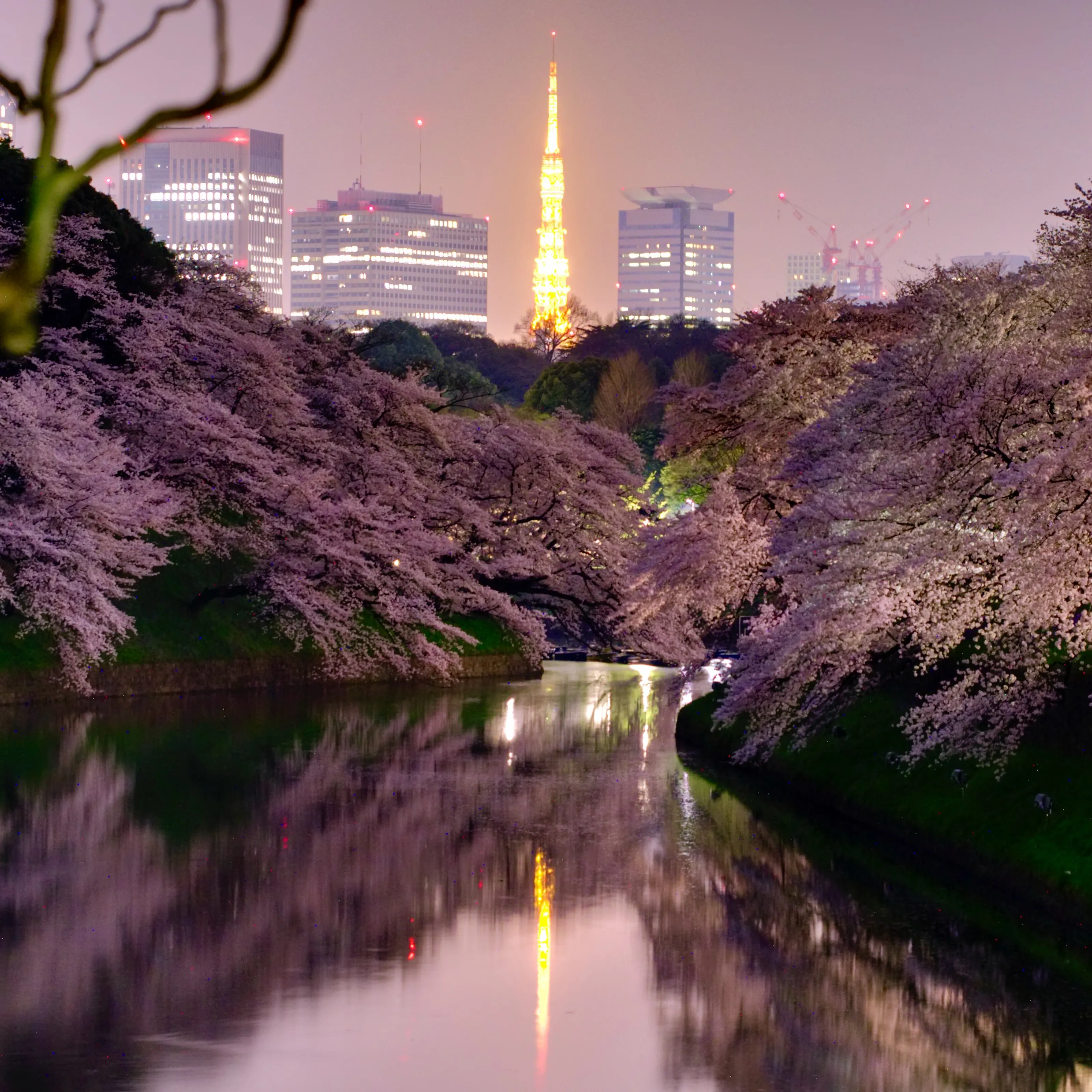 cherry blossoms in Tokyo