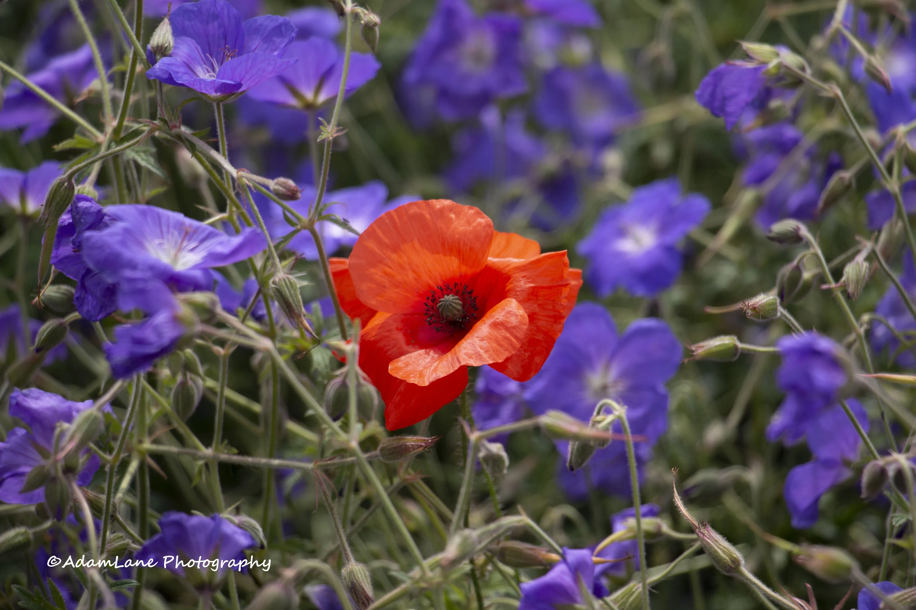 Poppy among Perennial Geraniums