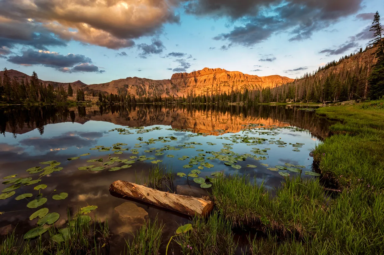 Entry 2563699