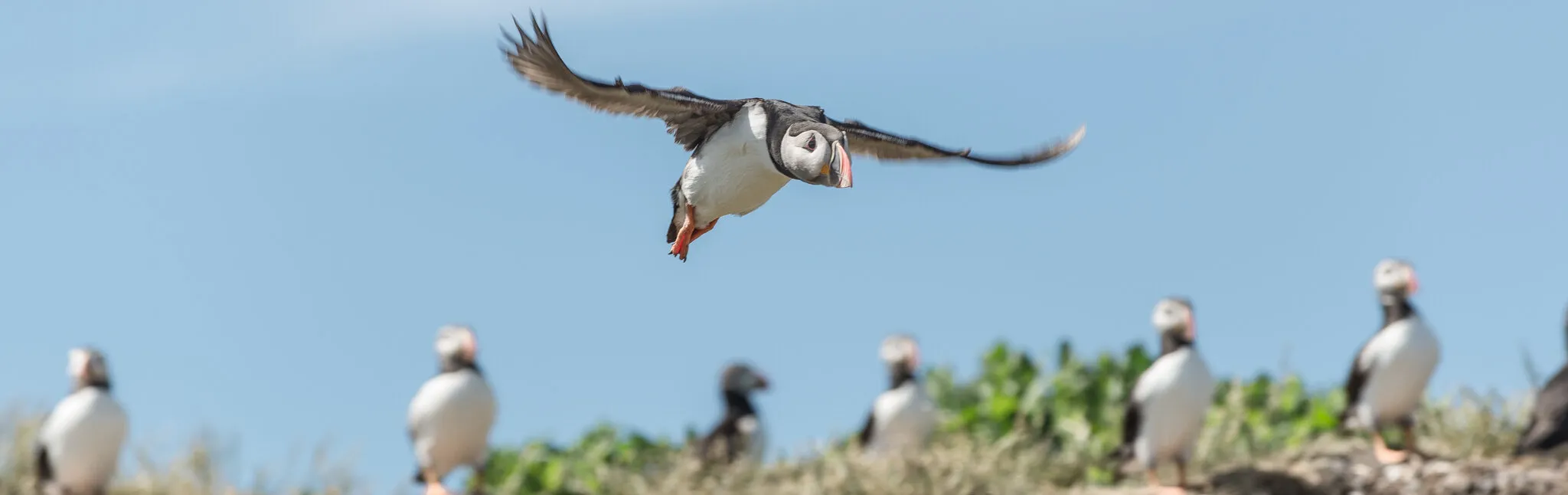 puffins galore