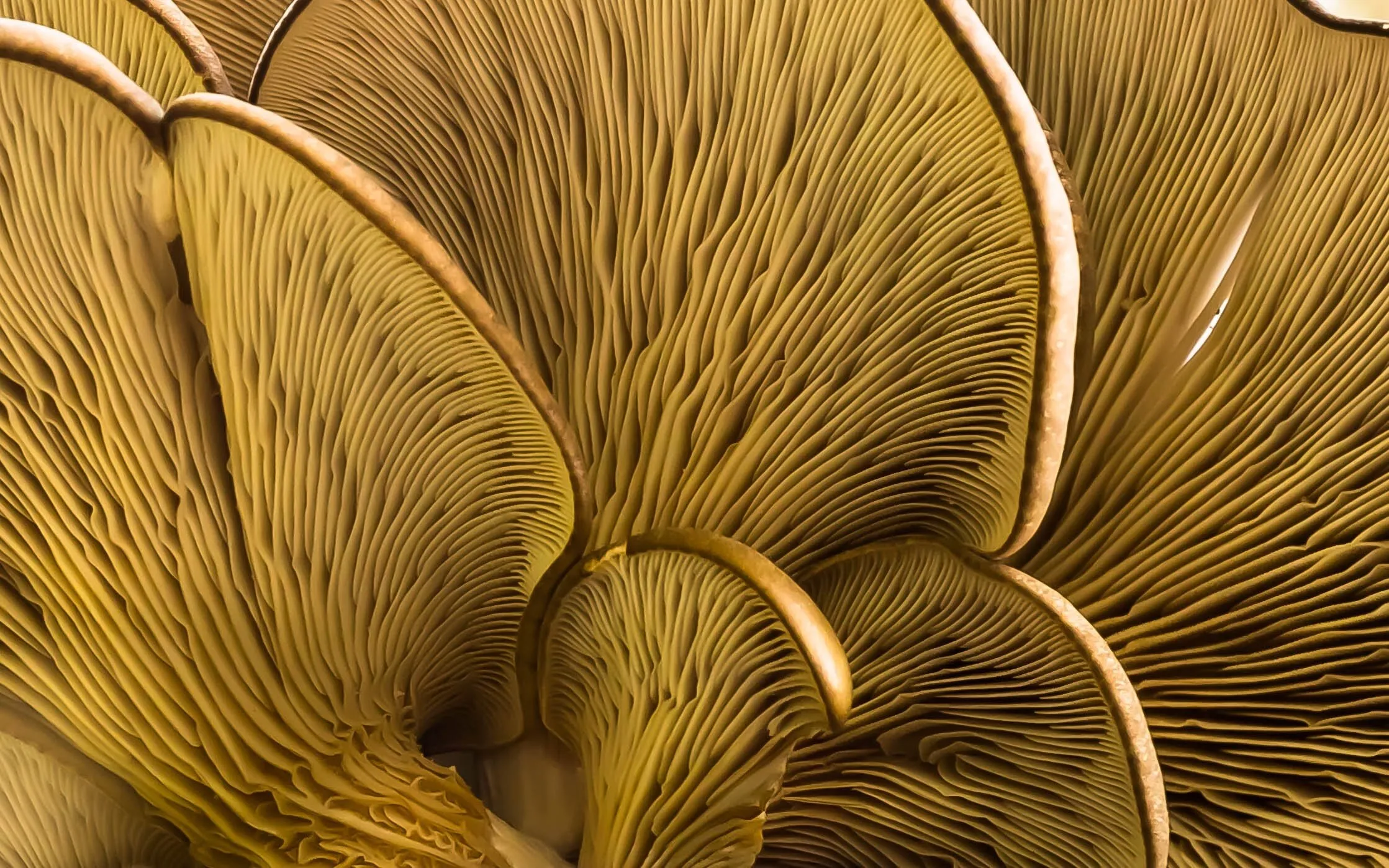 Strange Mushroom