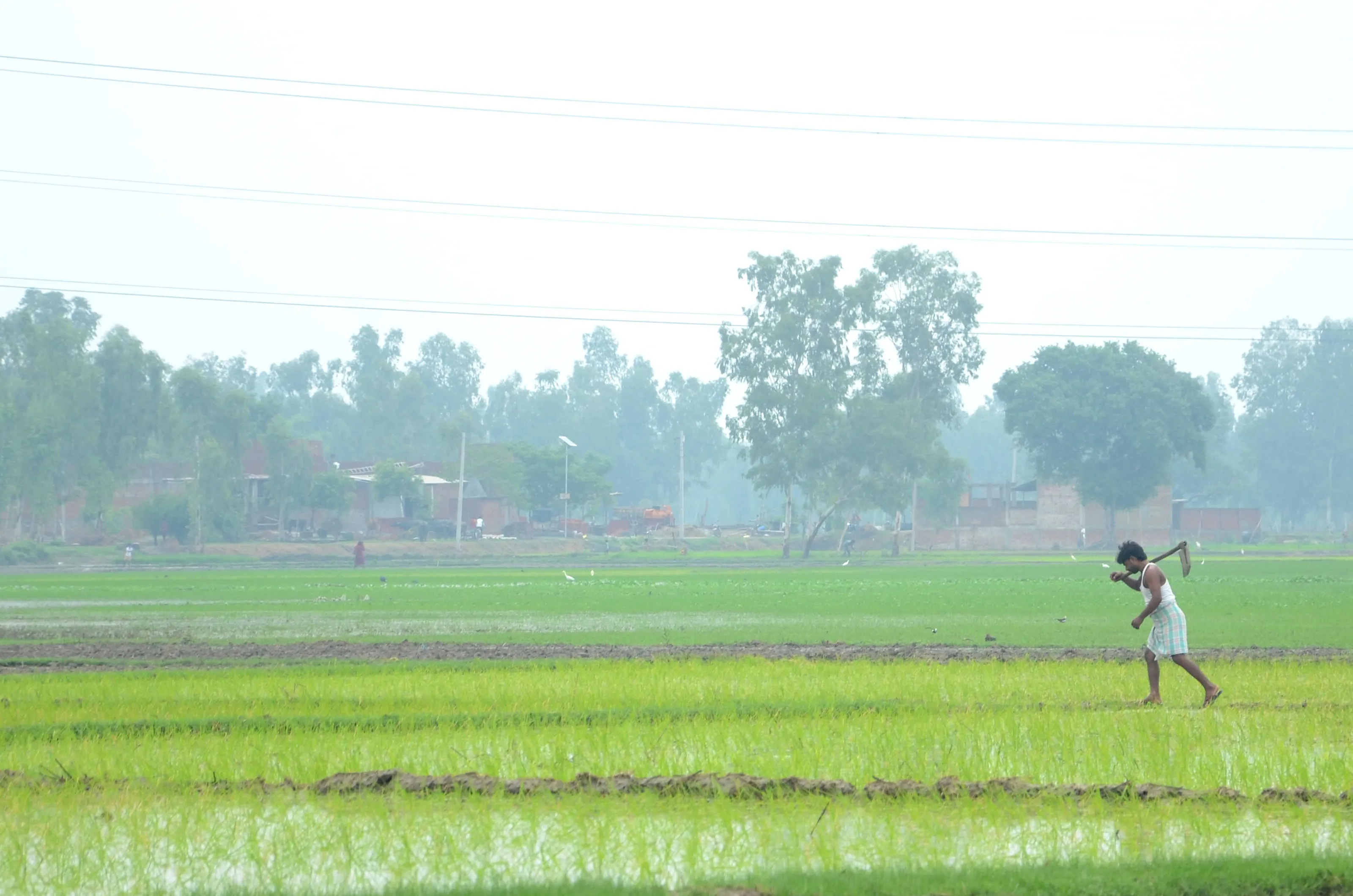 Farming started in Lahleh, paddy cultivation started in villages
