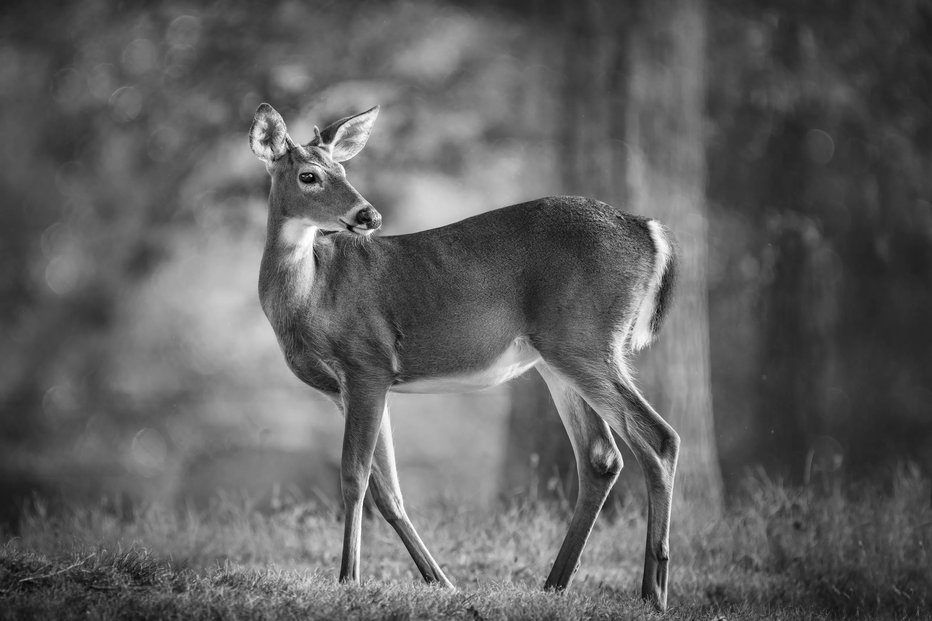 Deer