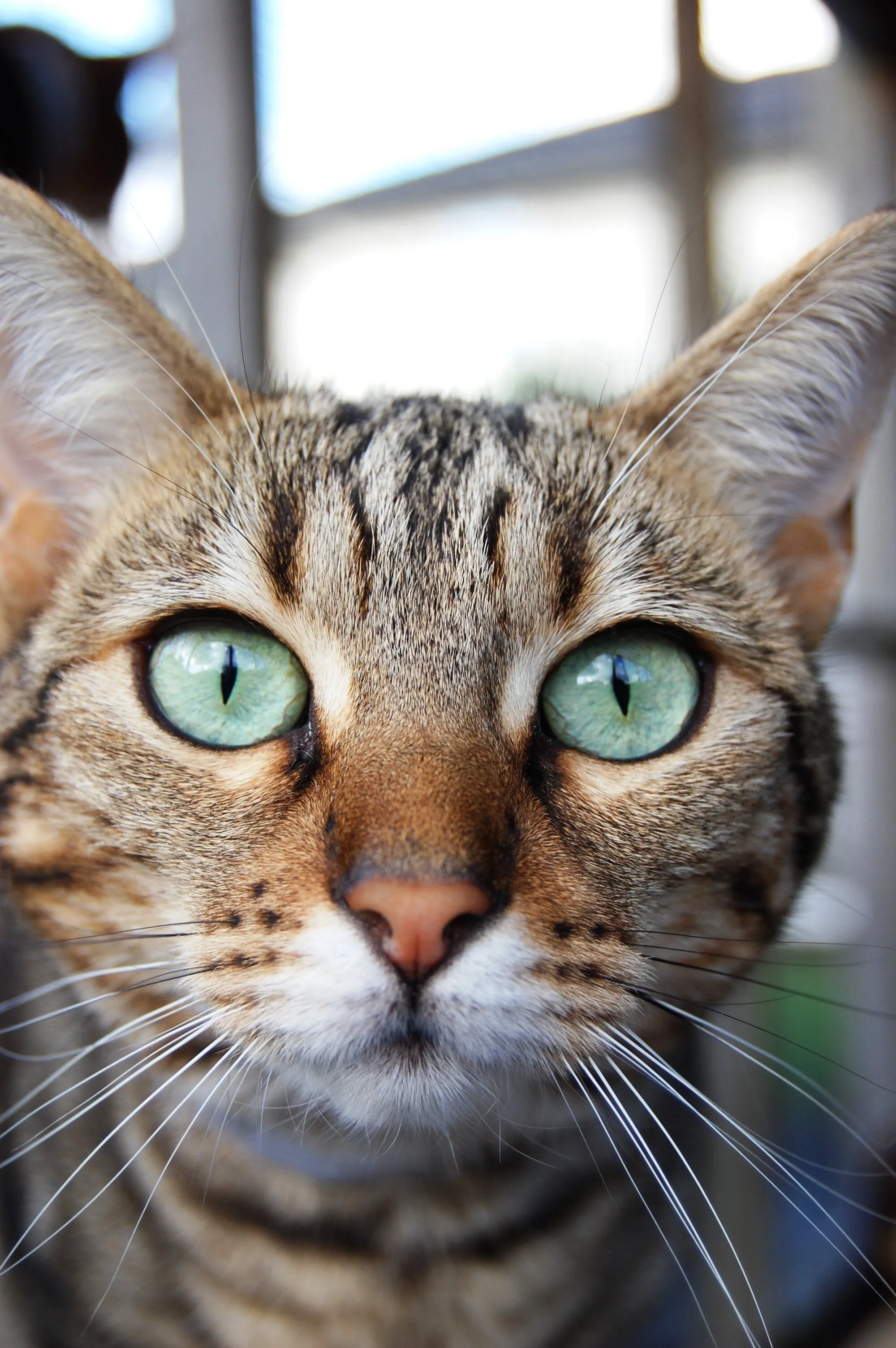 Look into my Eyes