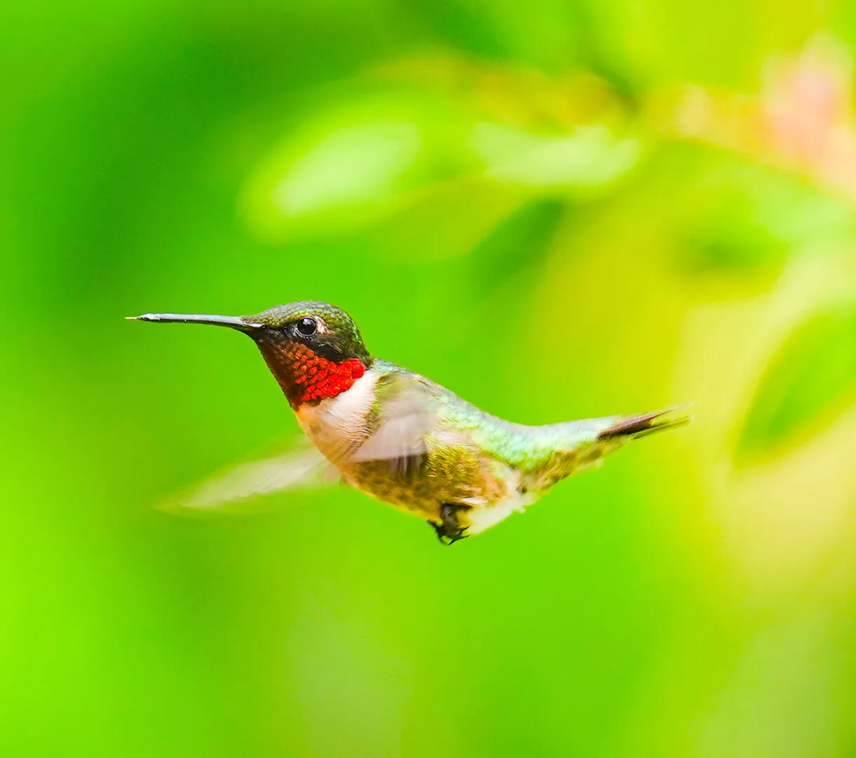 Hummingbird  In Flight