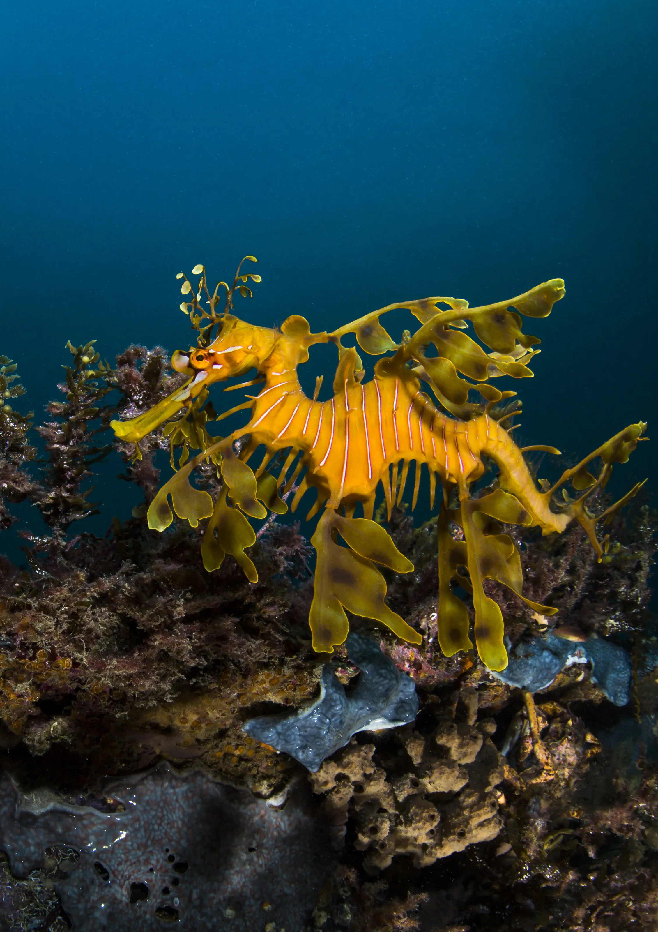 Leafy Seadragon Portrait