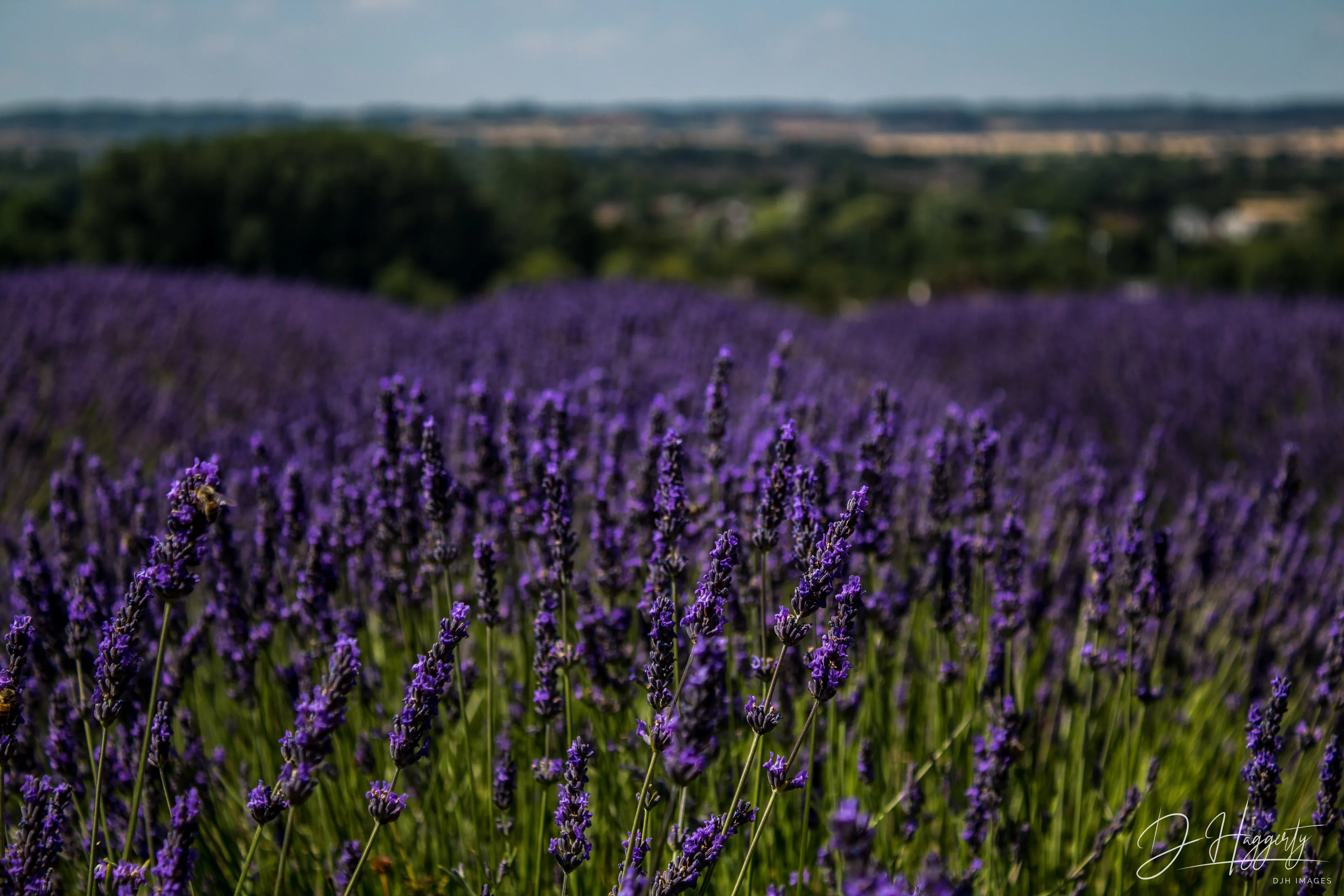 Hitchin Lavender Fields