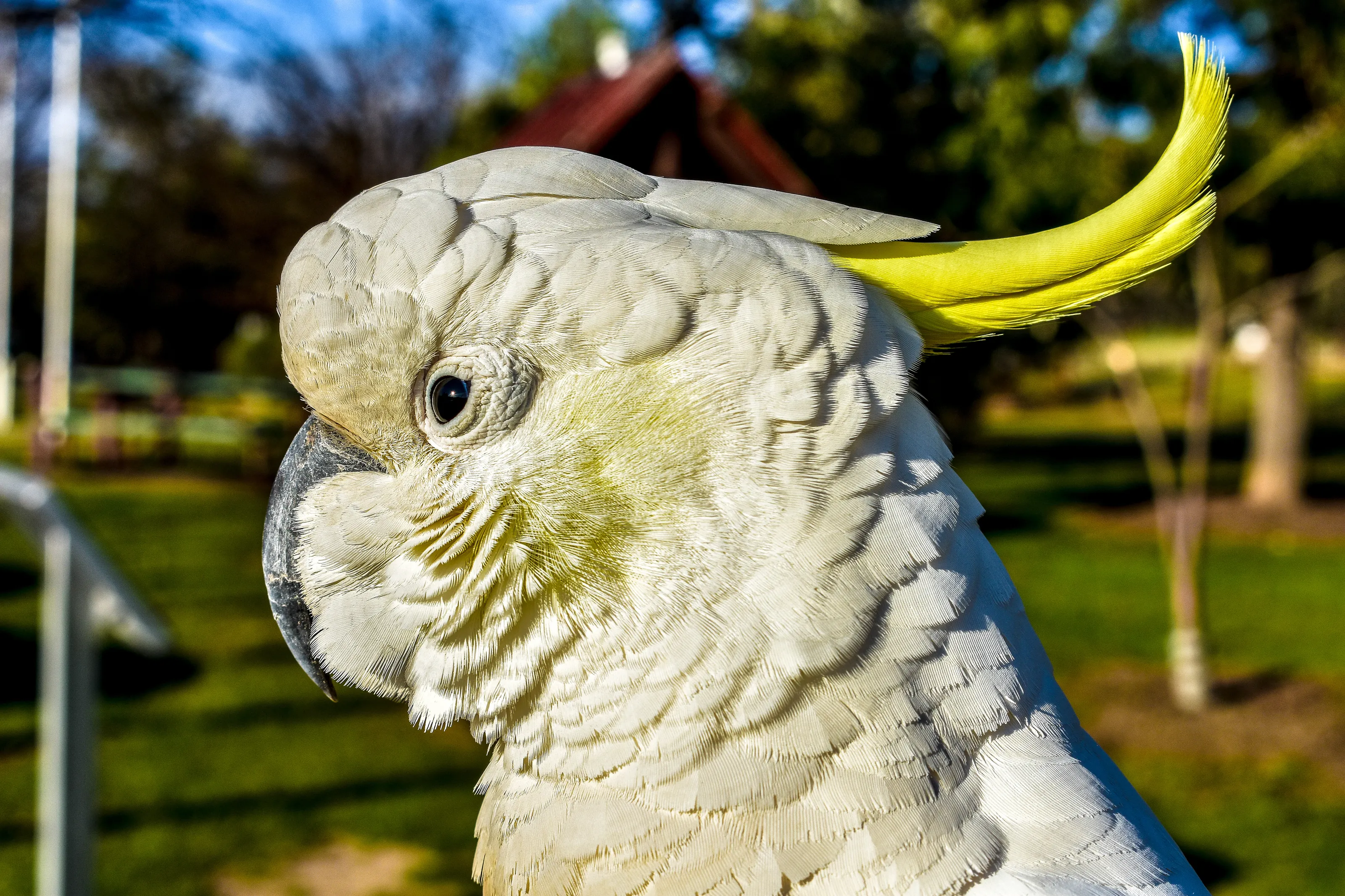 Happy Cockatoo