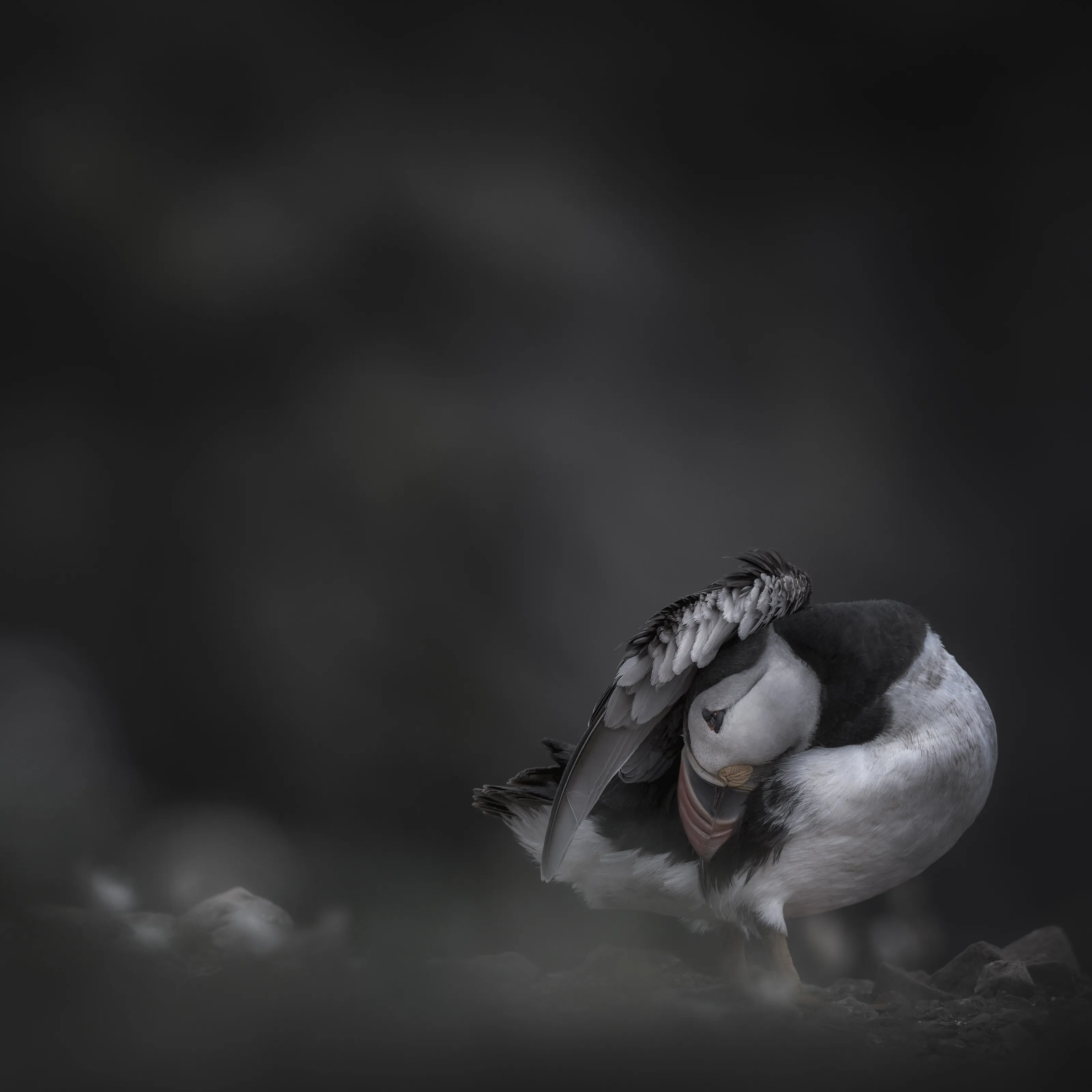 Seeking shelter