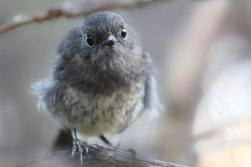 New Zealand Robin