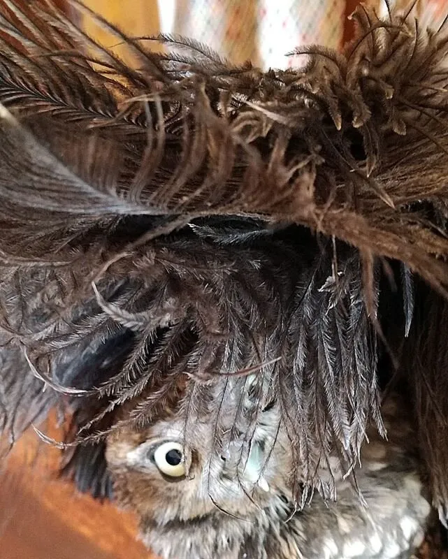 Pippin the Little owl.