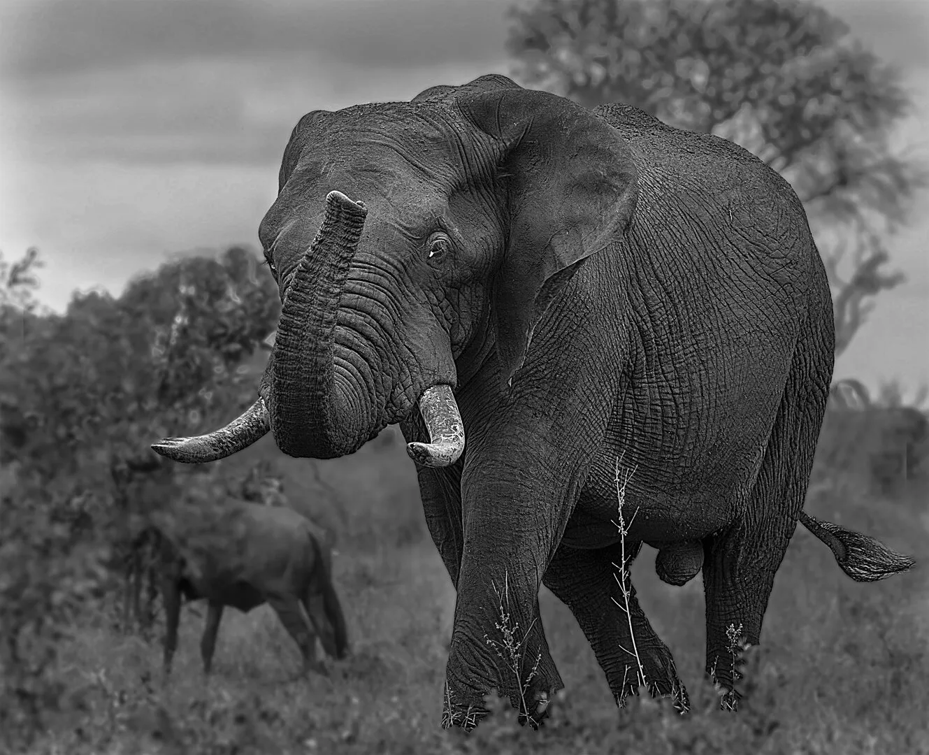 Elephant Bull