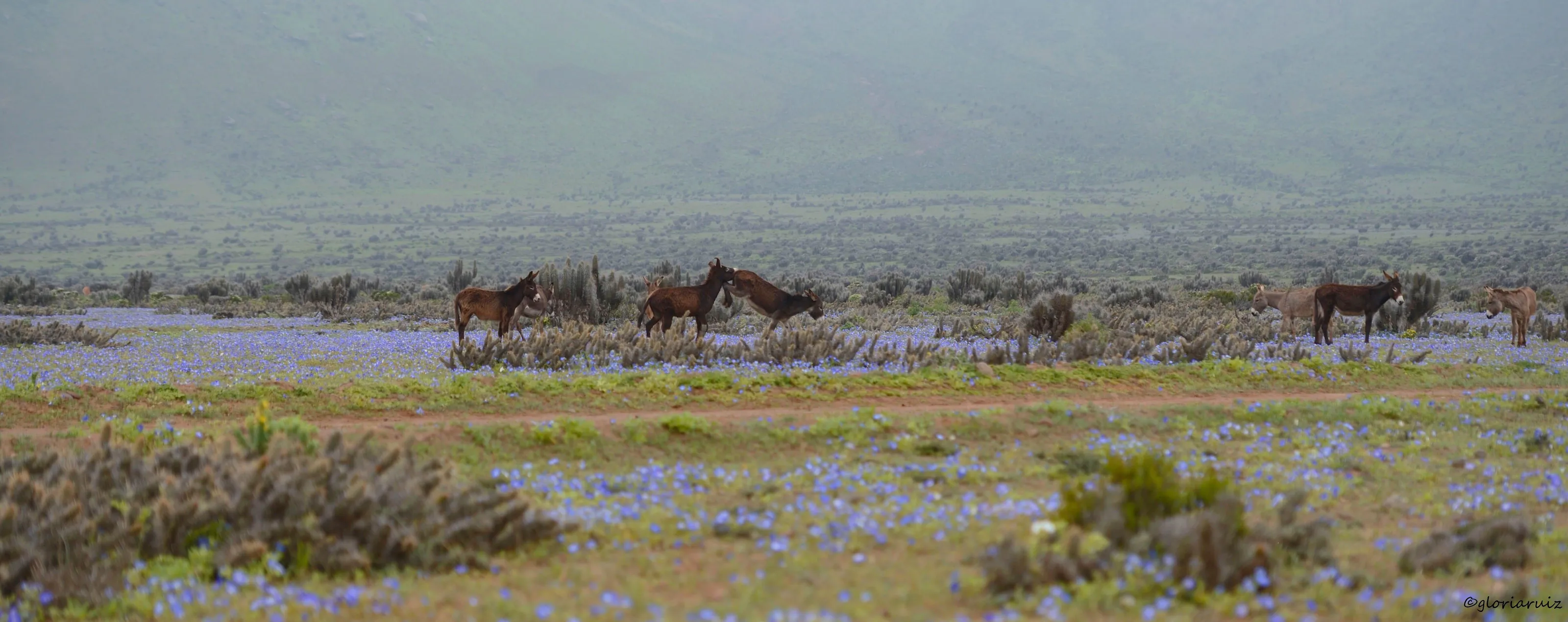"Wild Beauty" Flowering Desert Atacama Chile