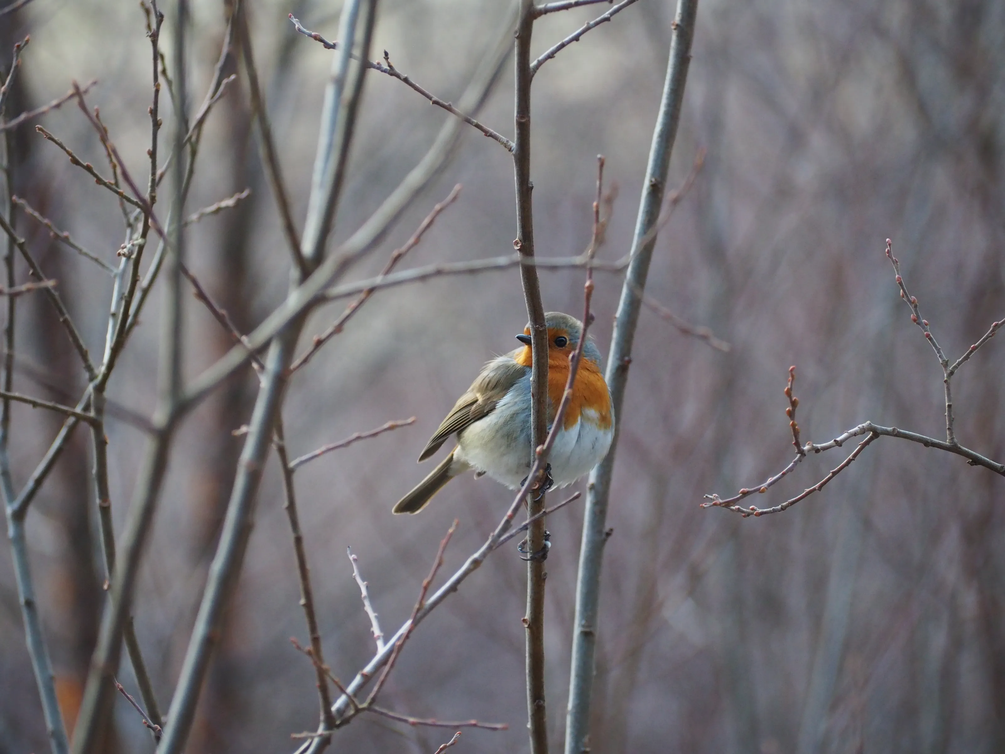 Robin