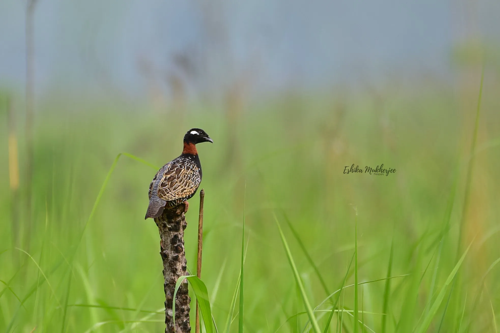 Black Francolin ( Male )