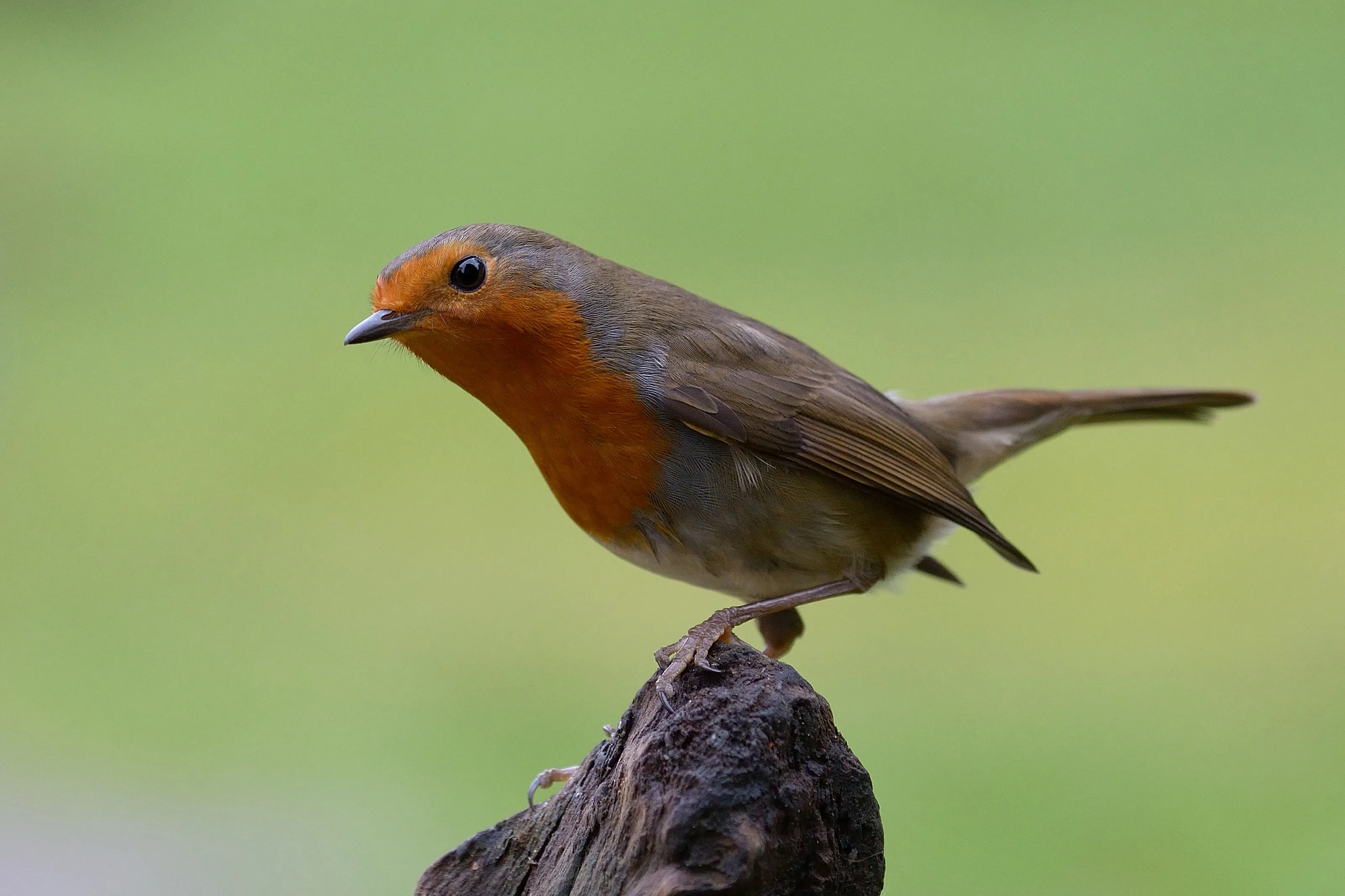 Robin