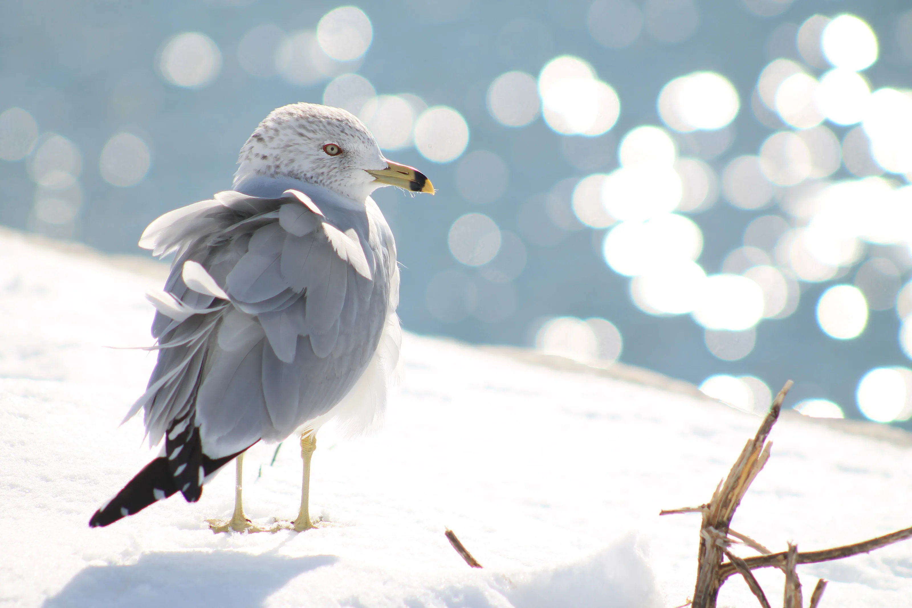 Seagull on the Atlantic shore