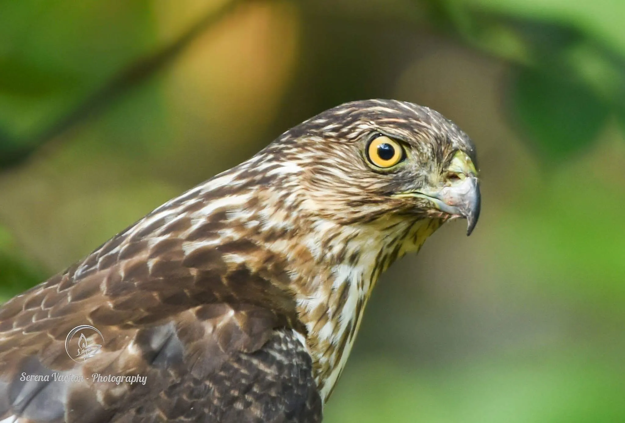 Juvenile Cooper's hawk