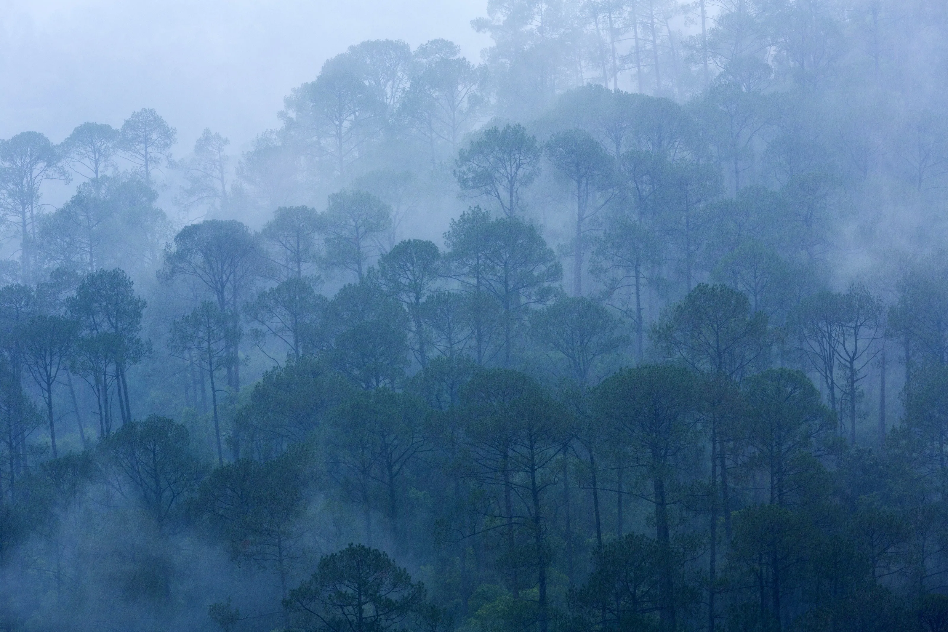 Forest in Monsoon