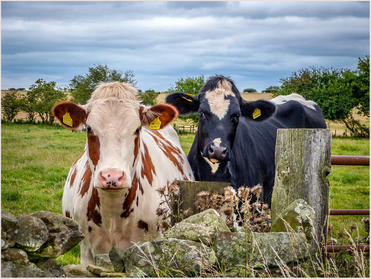 ‘Grass might be greener over there’