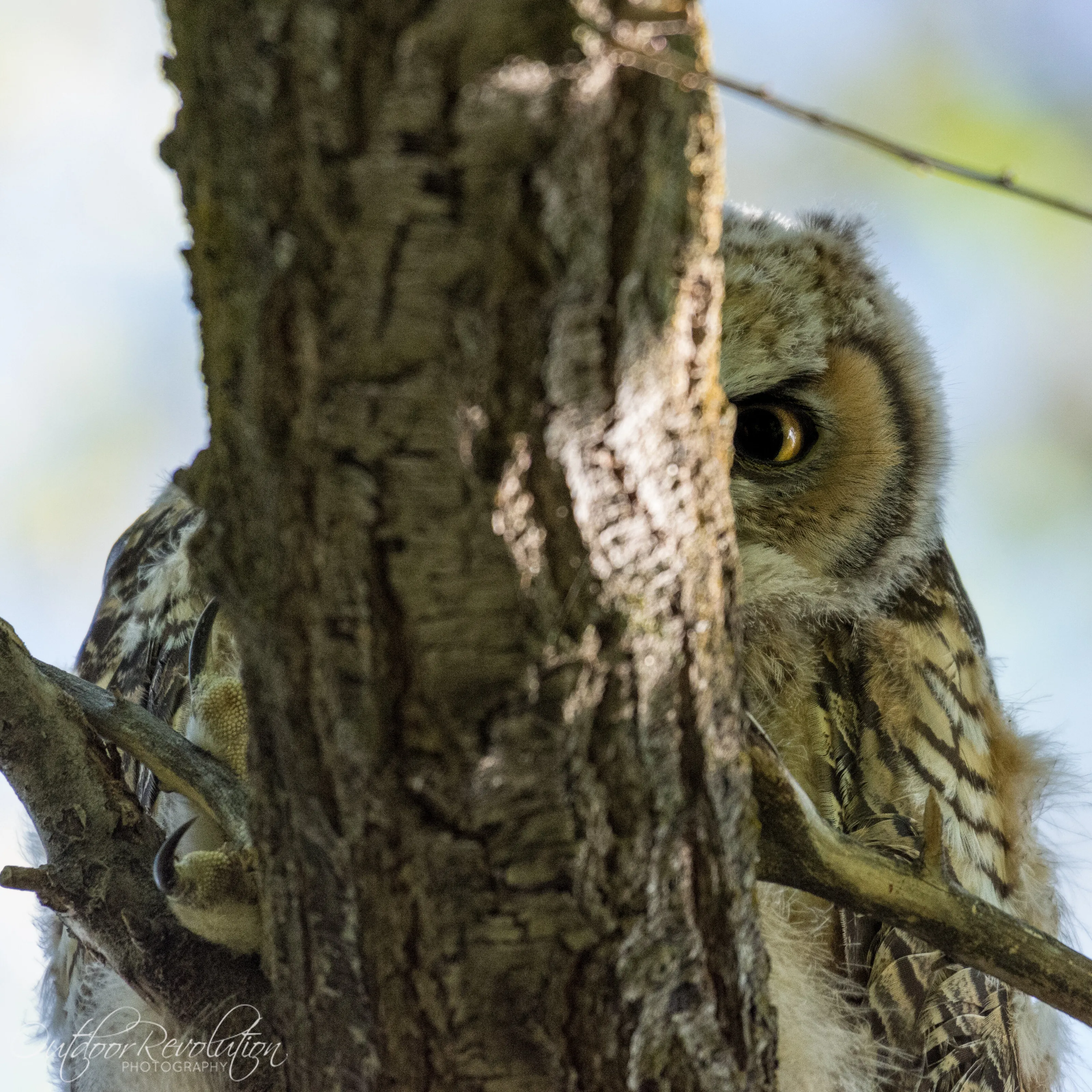 Wise Great Horn Owl