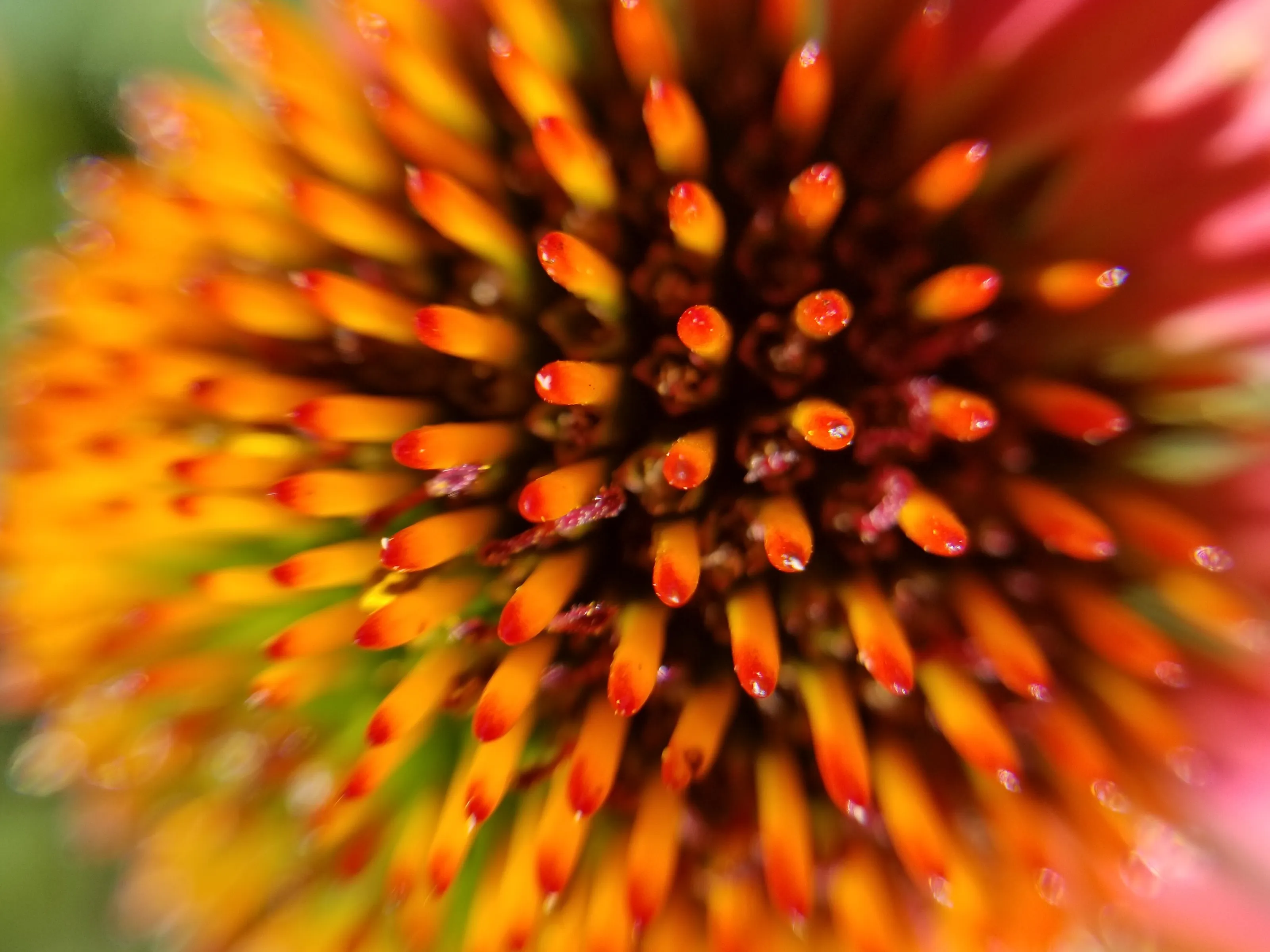 Coneflower