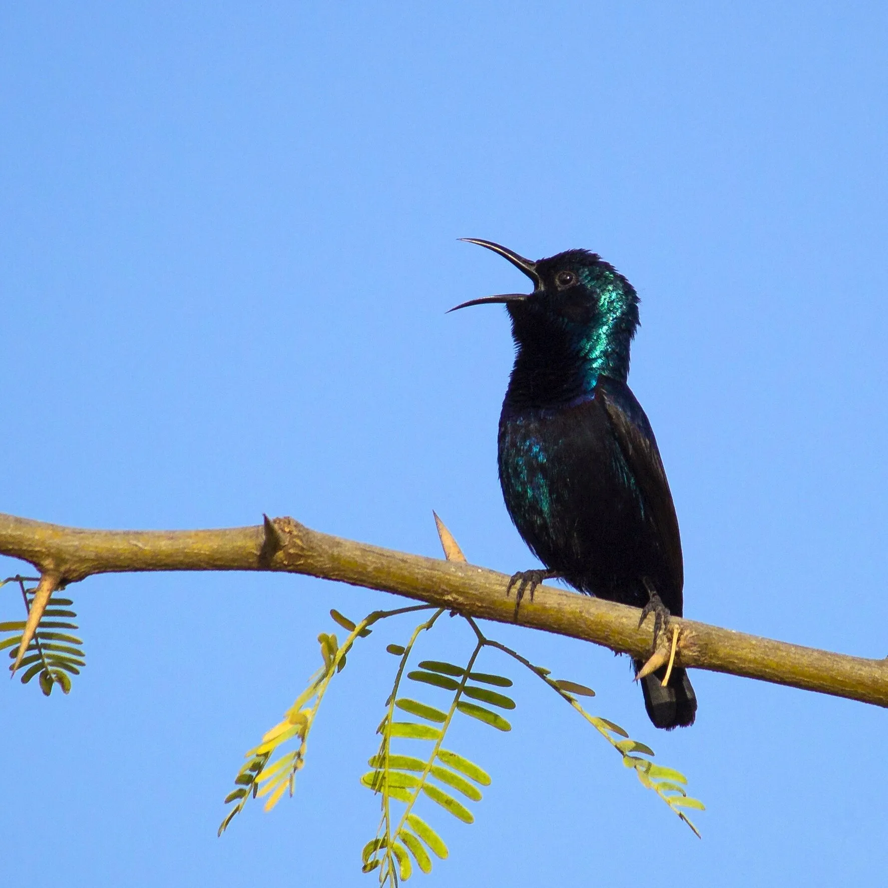 Sunbird