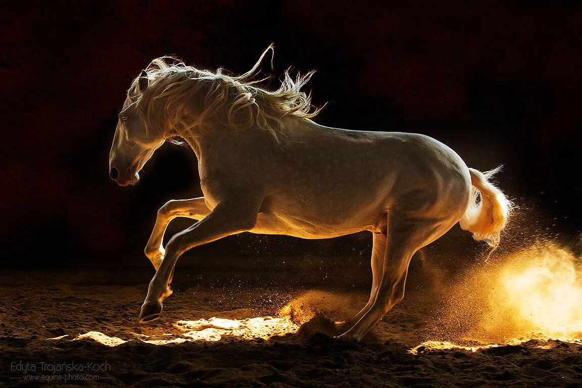 Alabater Lusitano stallion Fandi