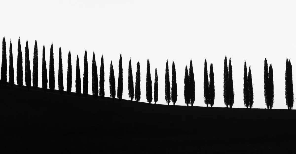 Cypress lane in B&W