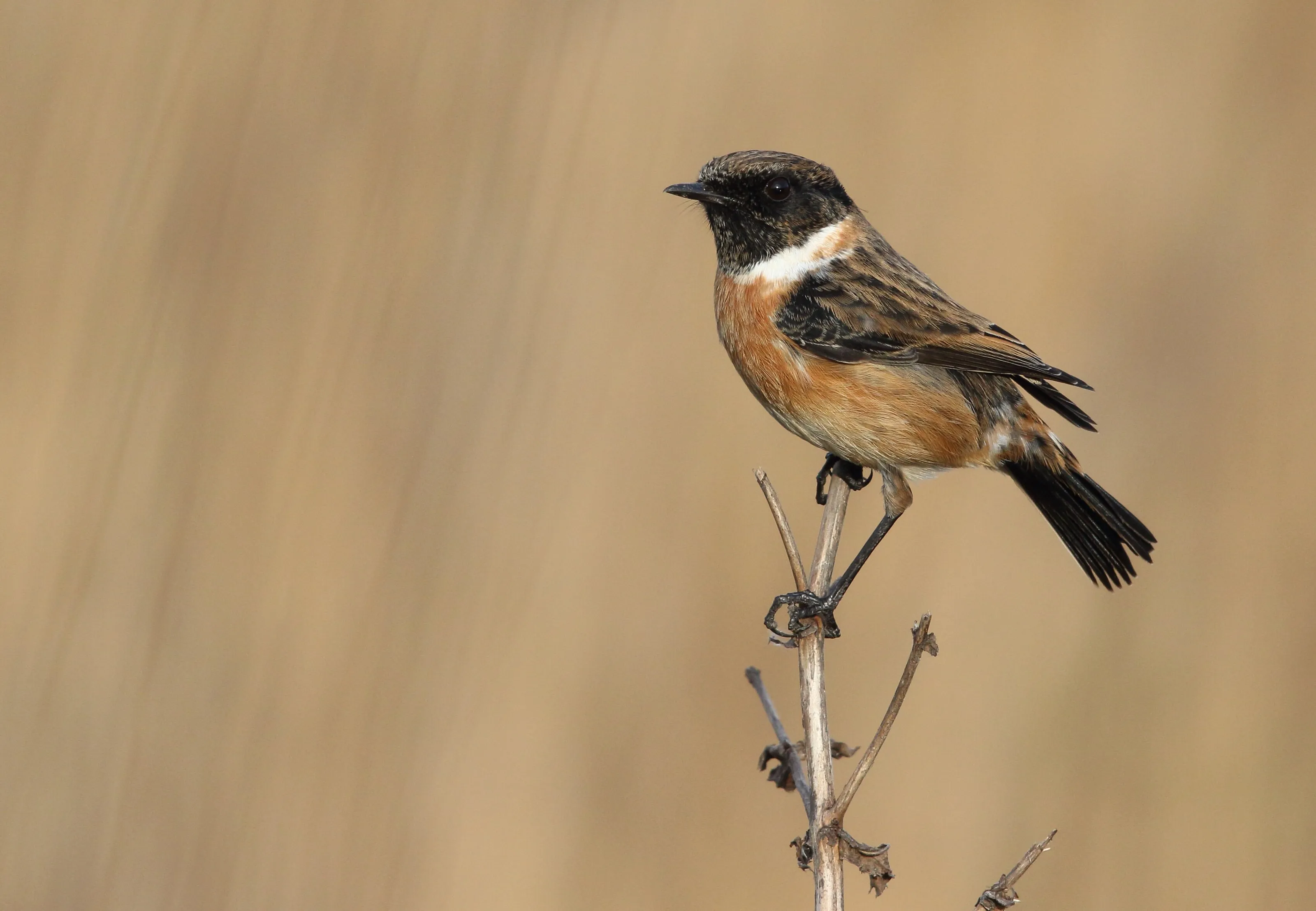stonechat