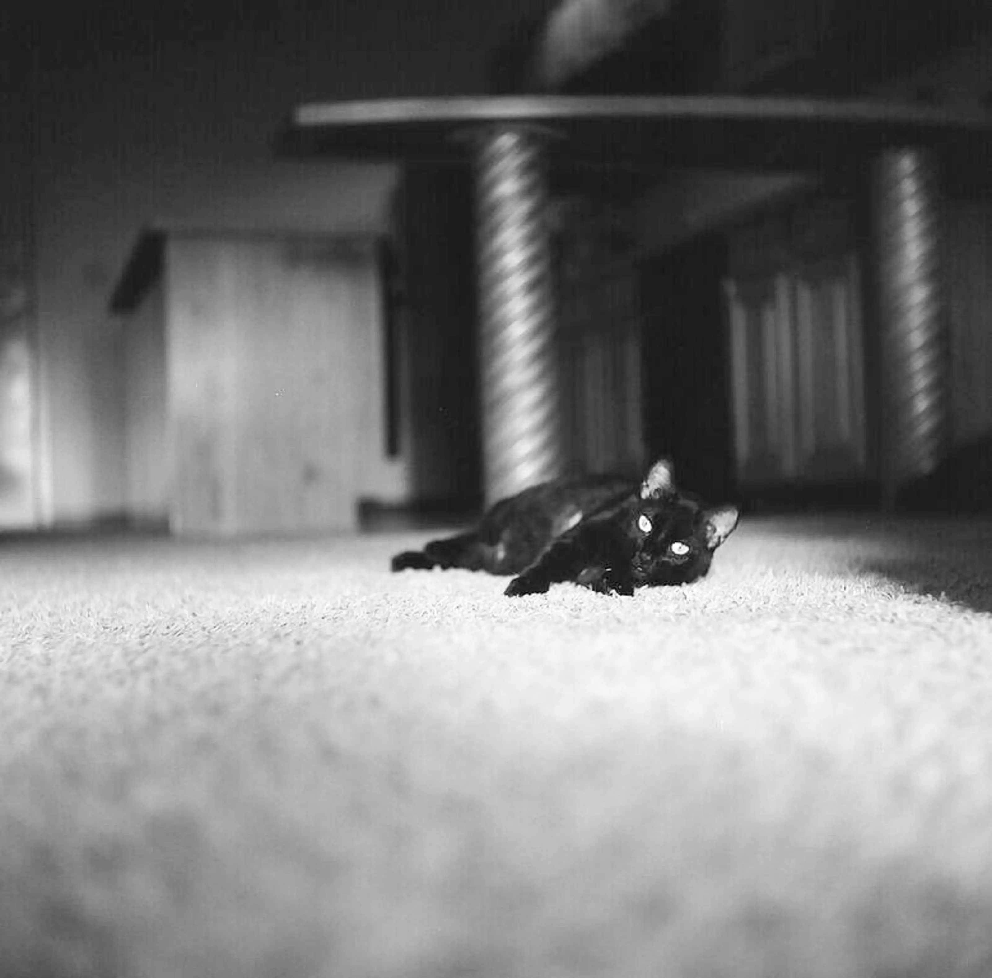 Black Cat