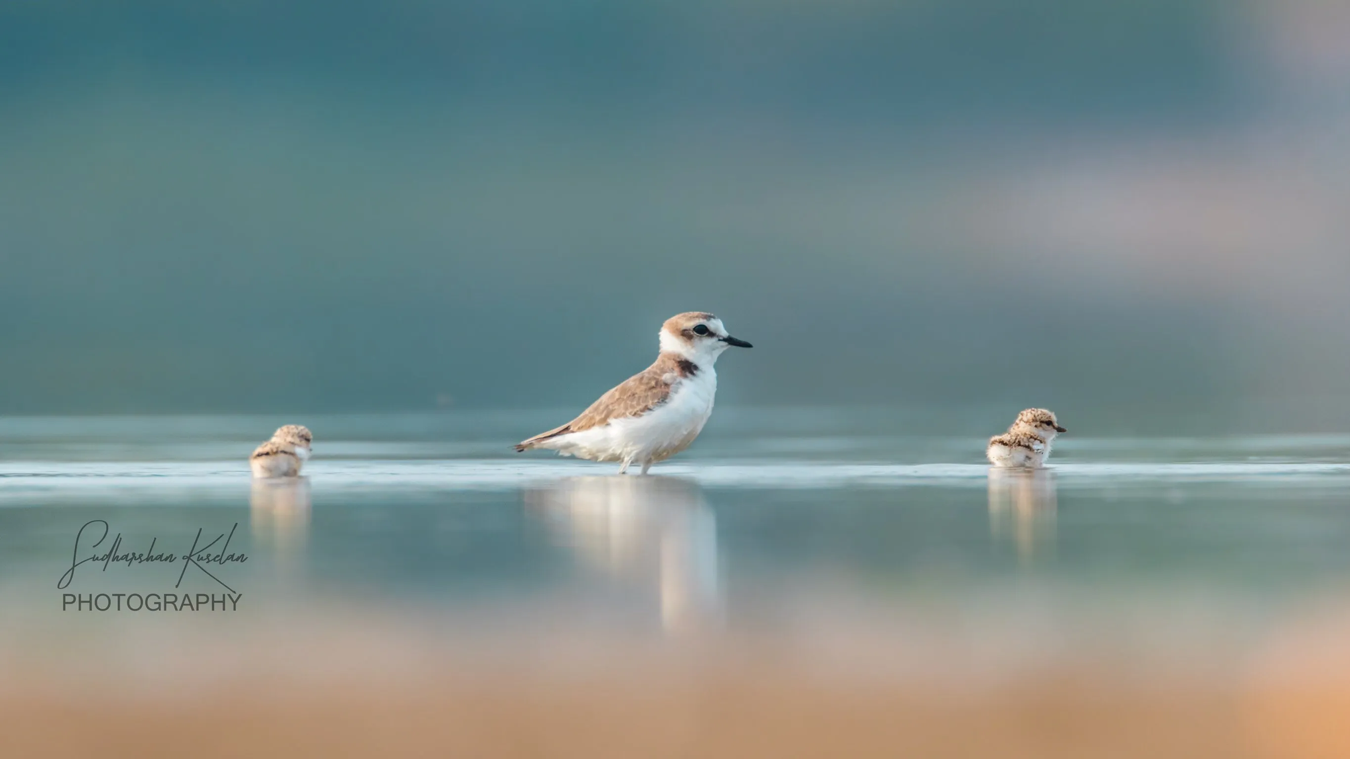 Kentish plover with cute little butter balls.