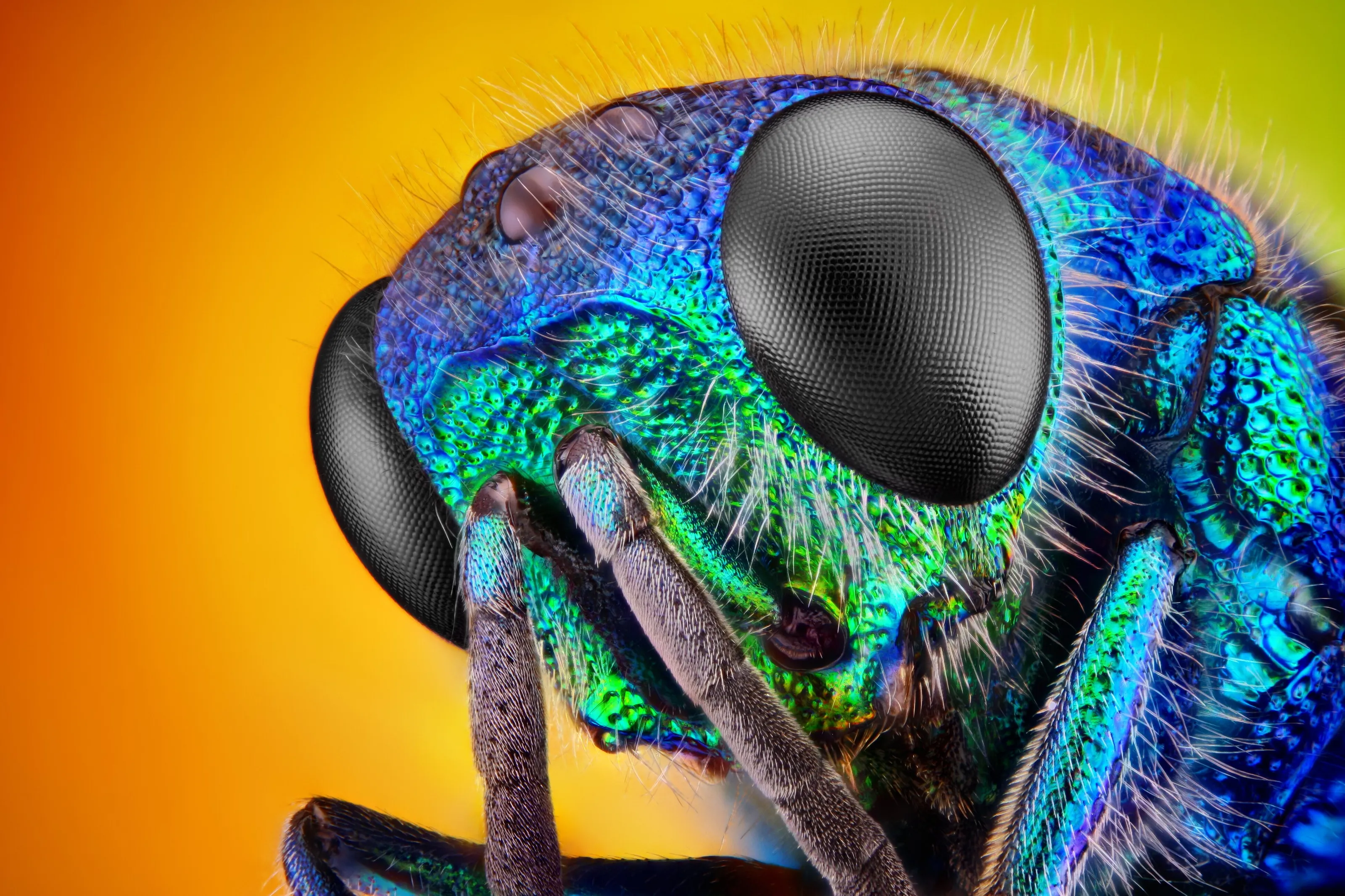 Cuckoo wasp