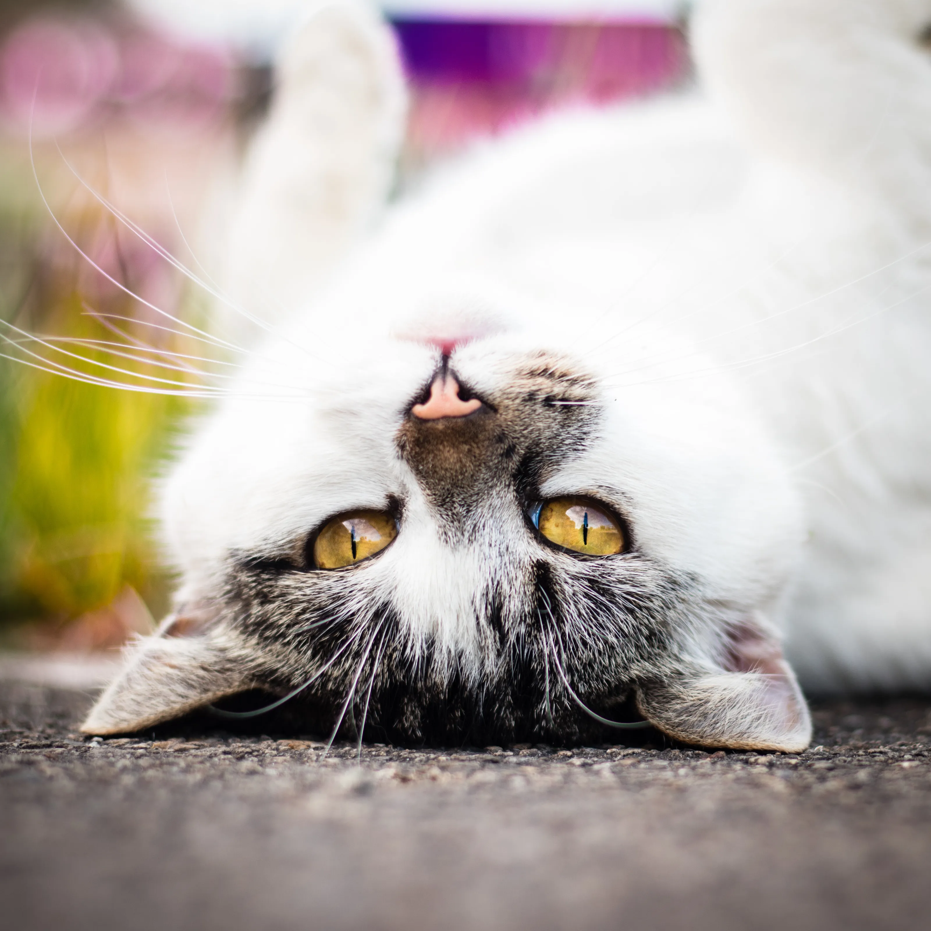 Resting Cat