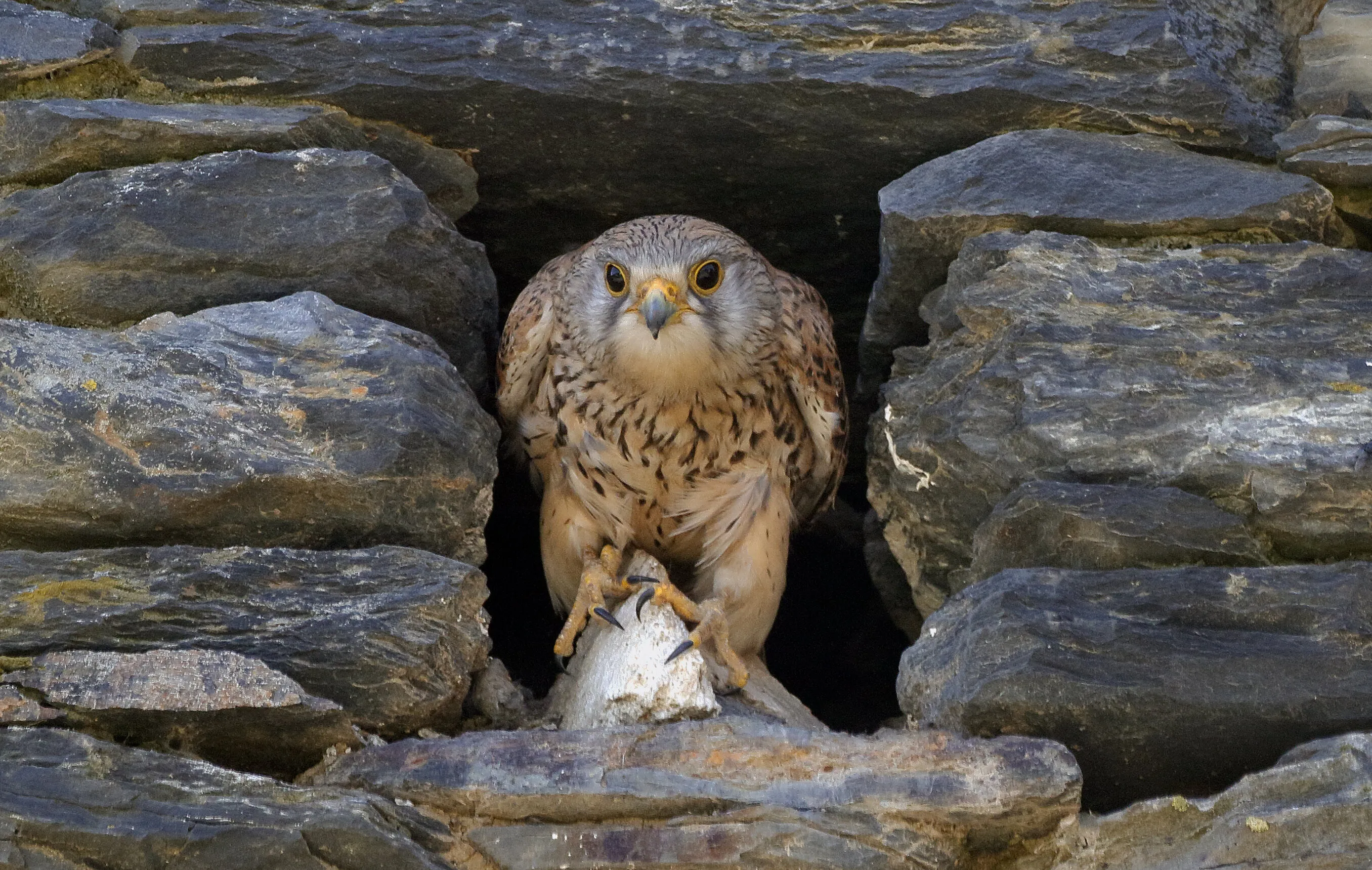 Kestrel