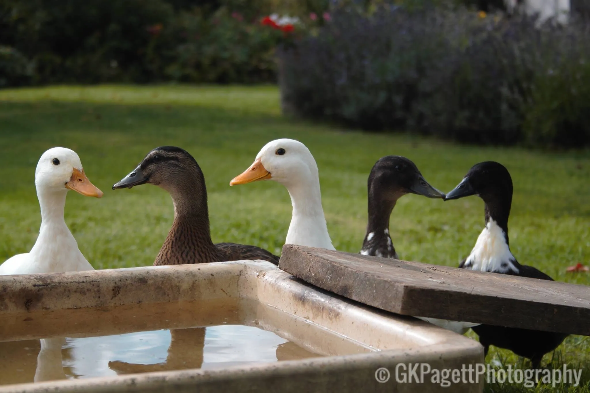 Totally Quackers