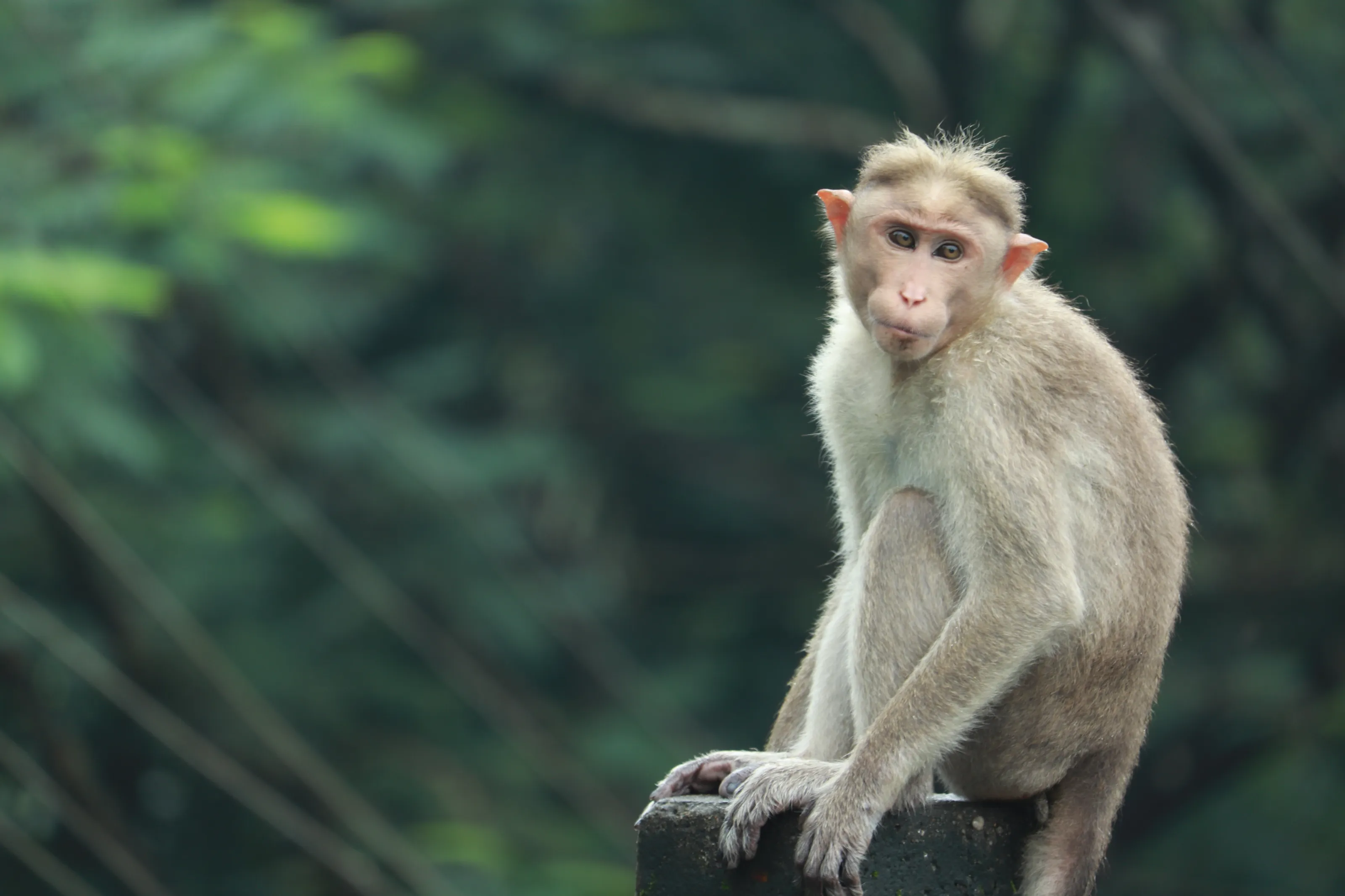 Monkey