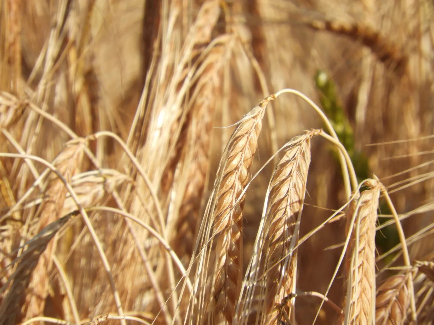 Field near Hemsby
