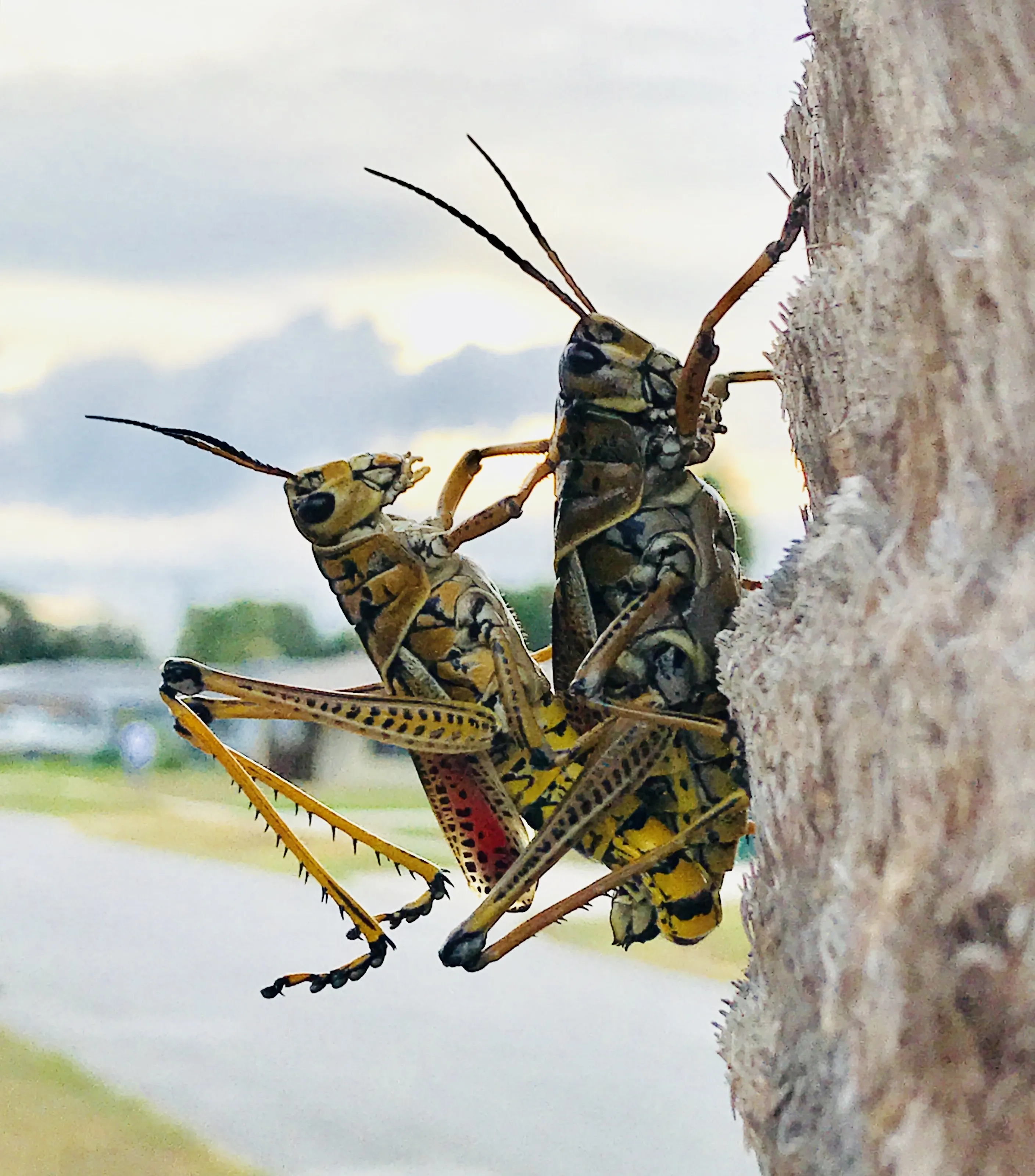 Grasshoppers