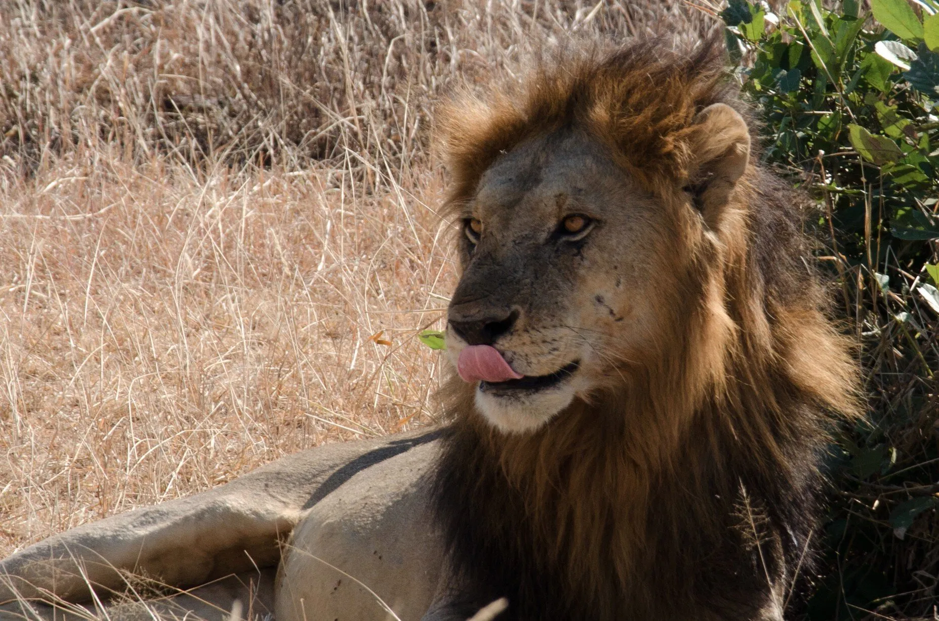 Mikumi National Park