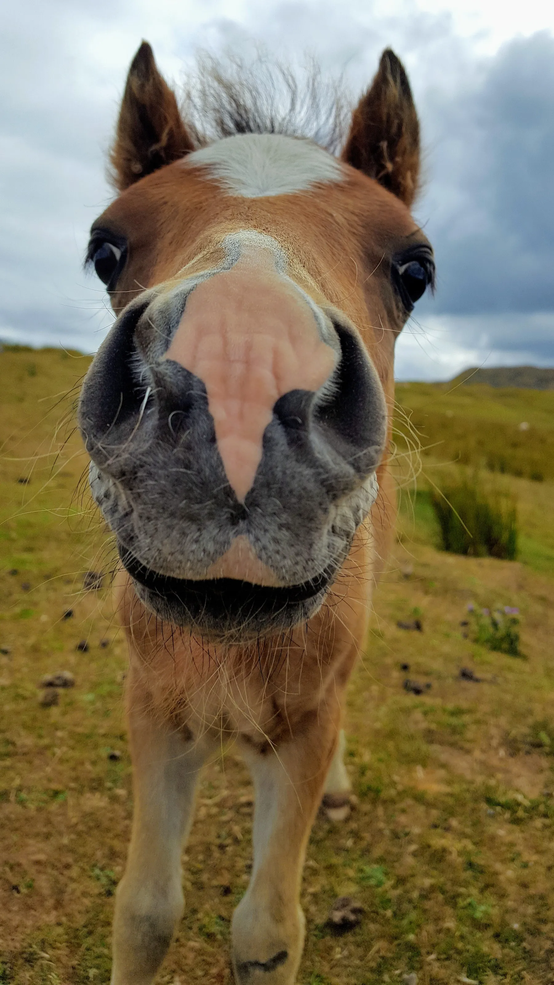 Nosey foal