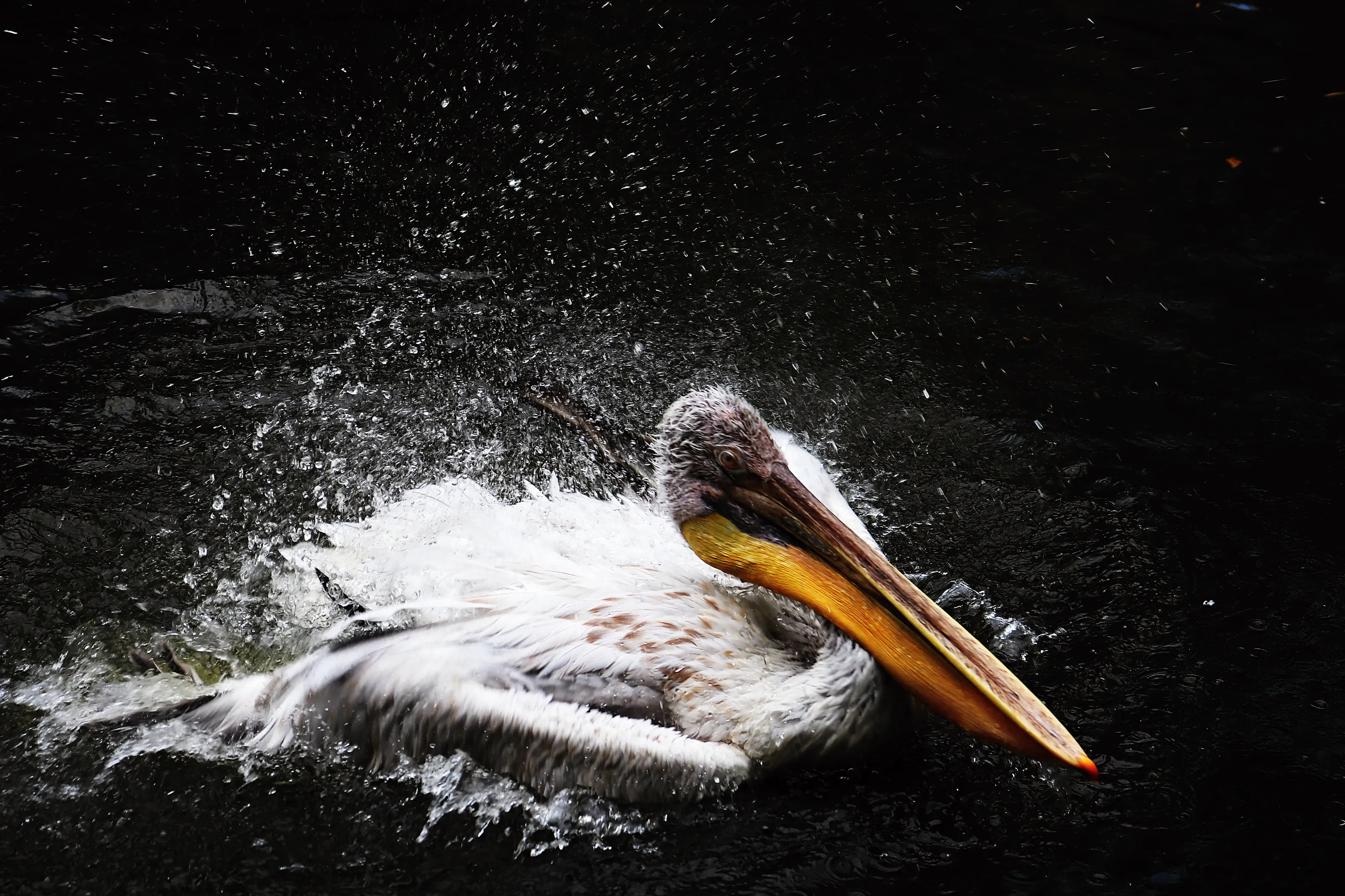 Pelican