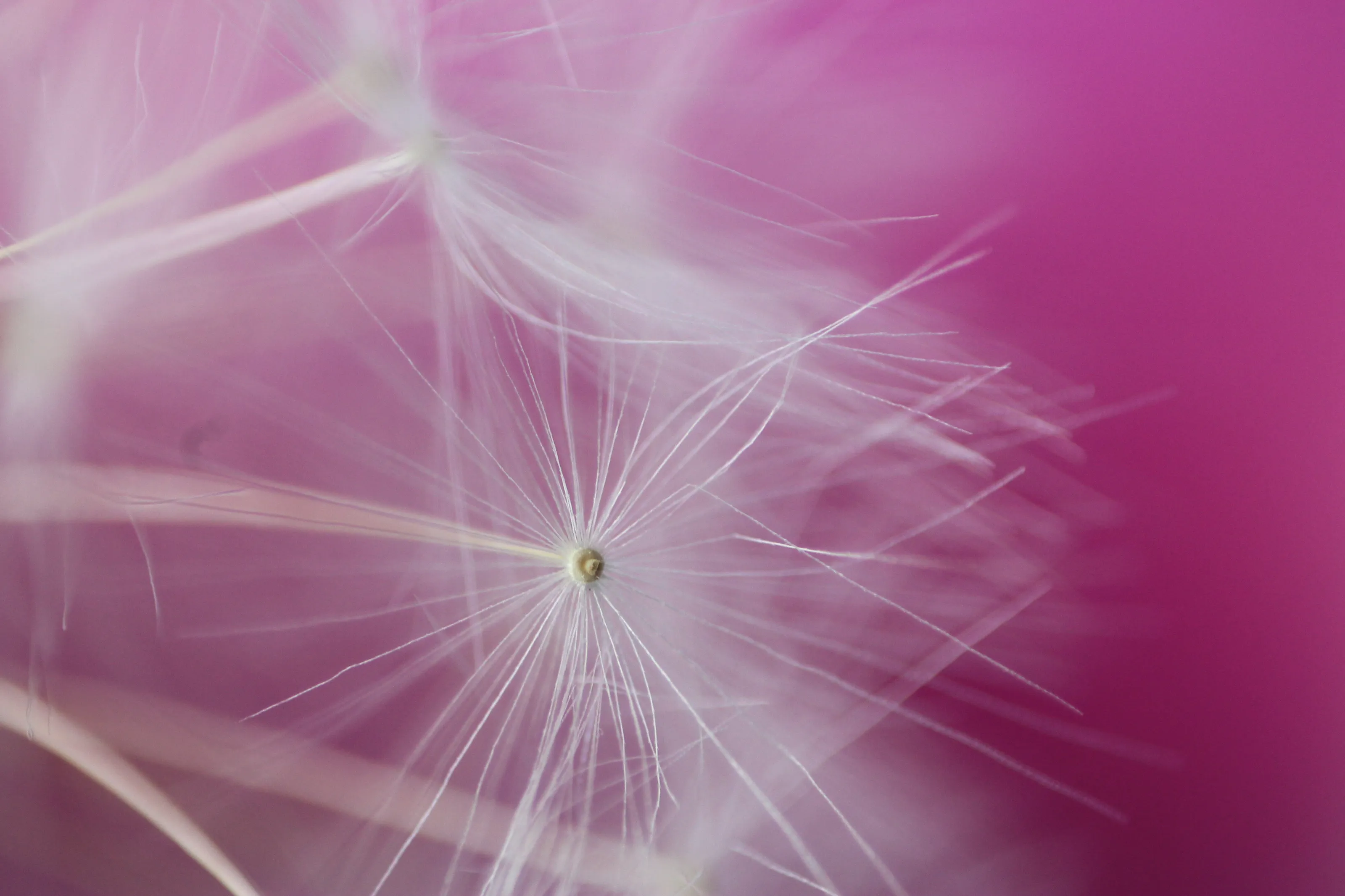 Dandelion seed