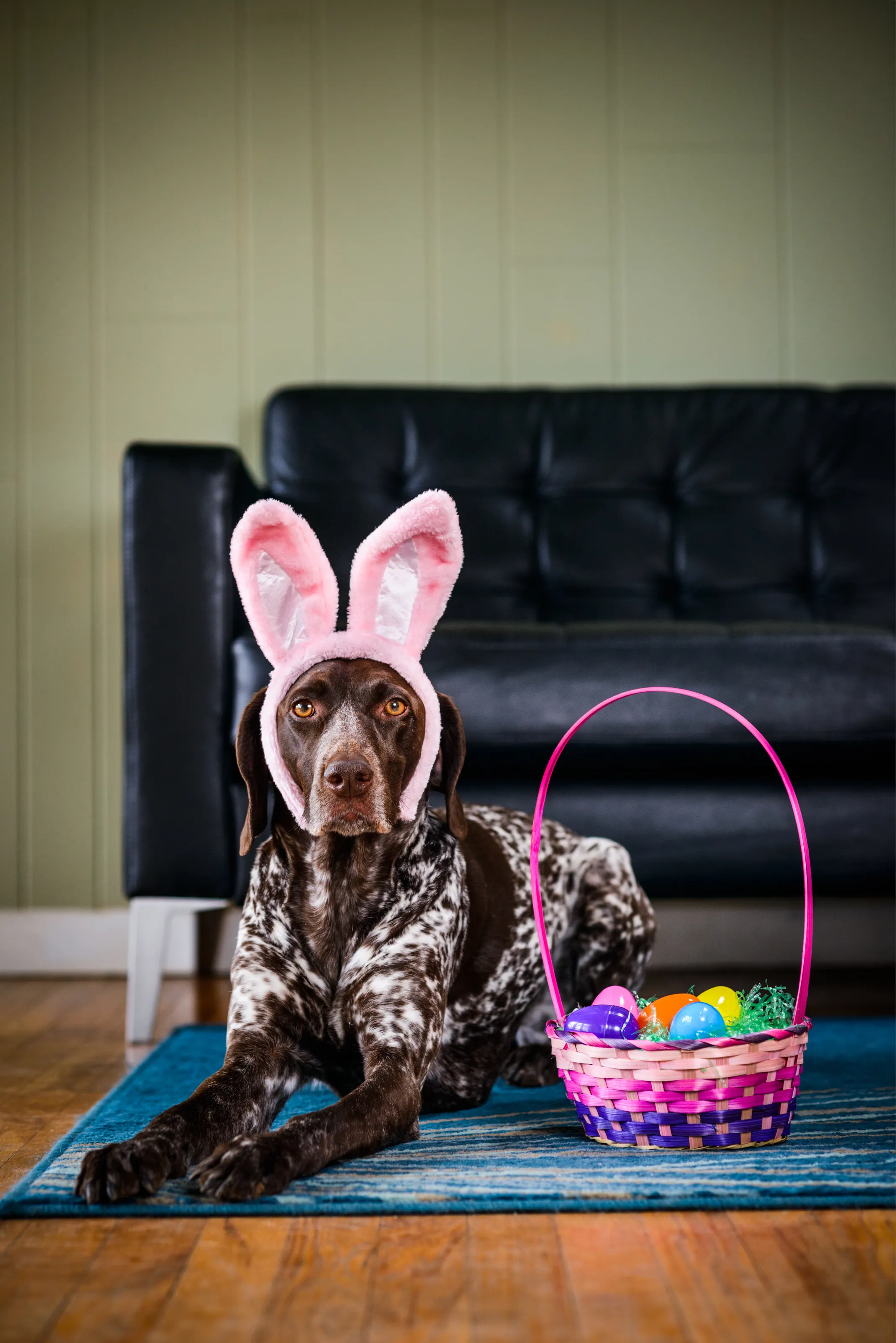 Millie Rabbit