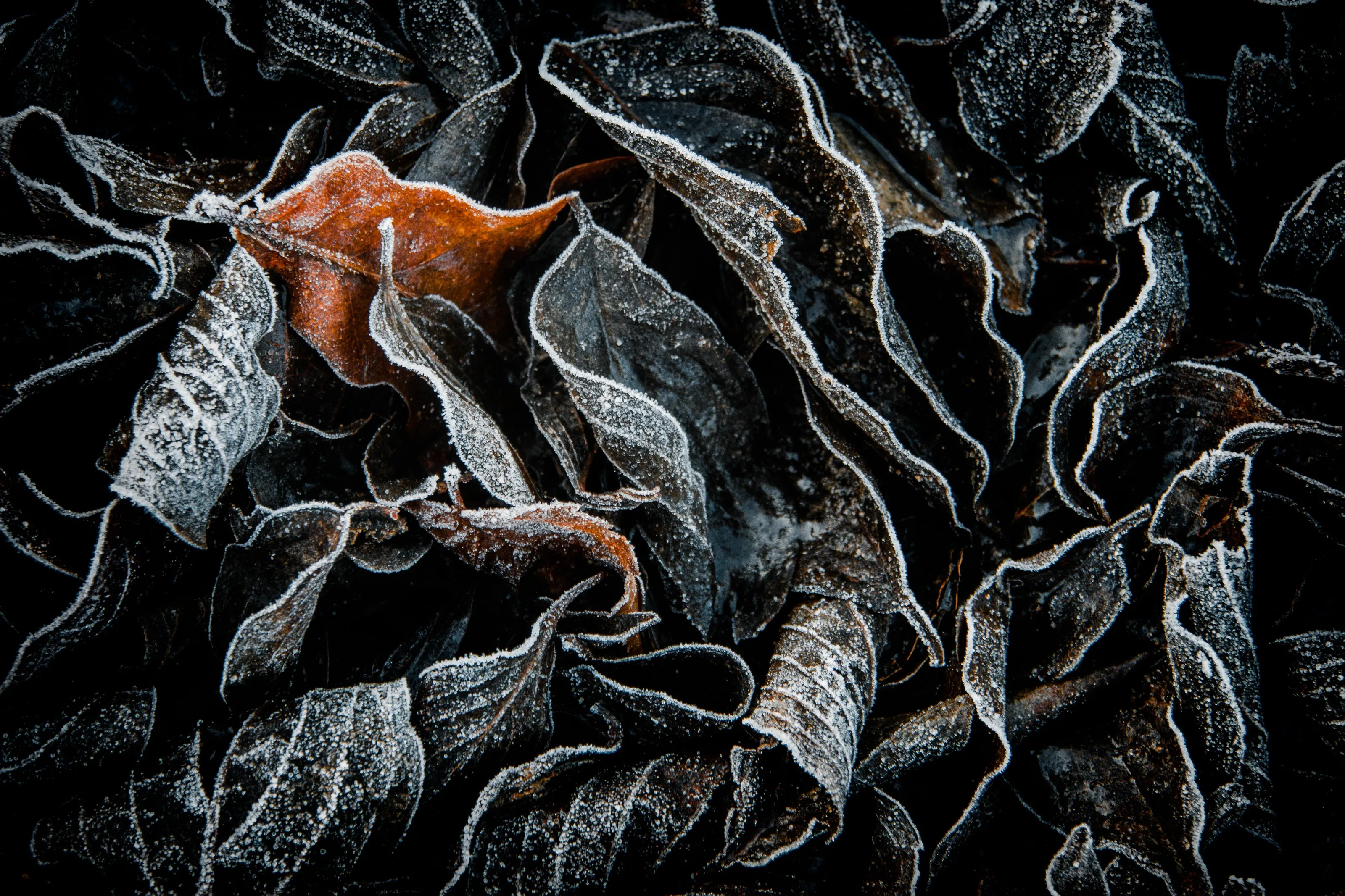 Leaves