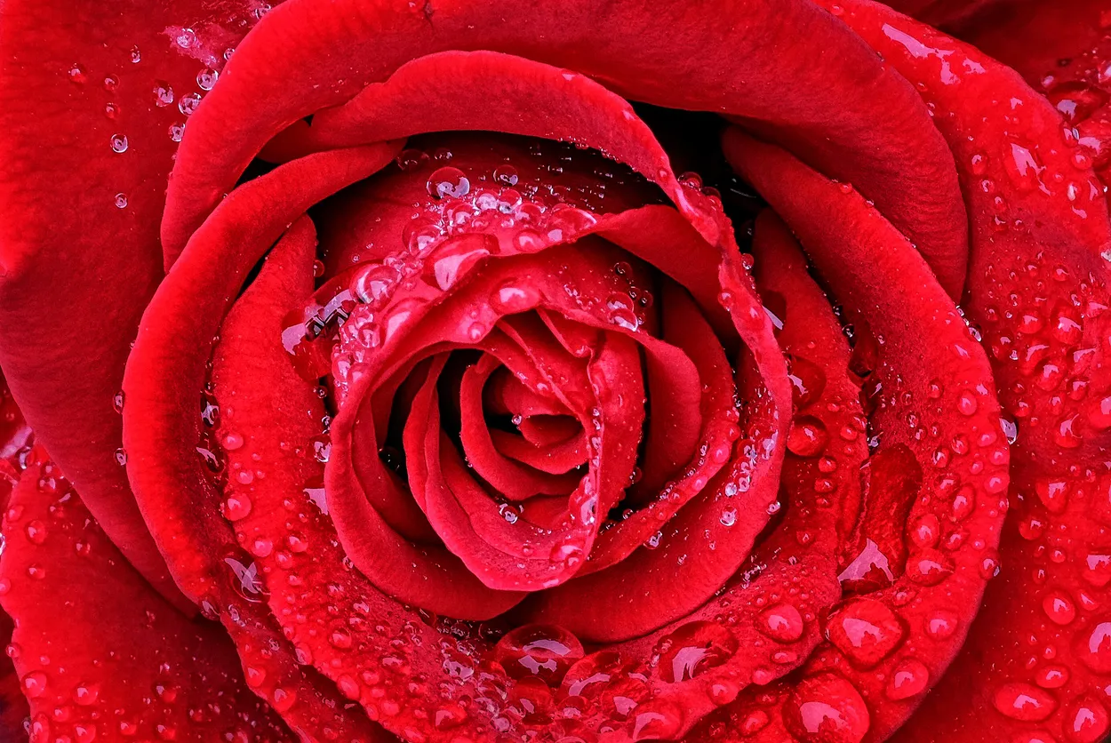 Entry 2464935
