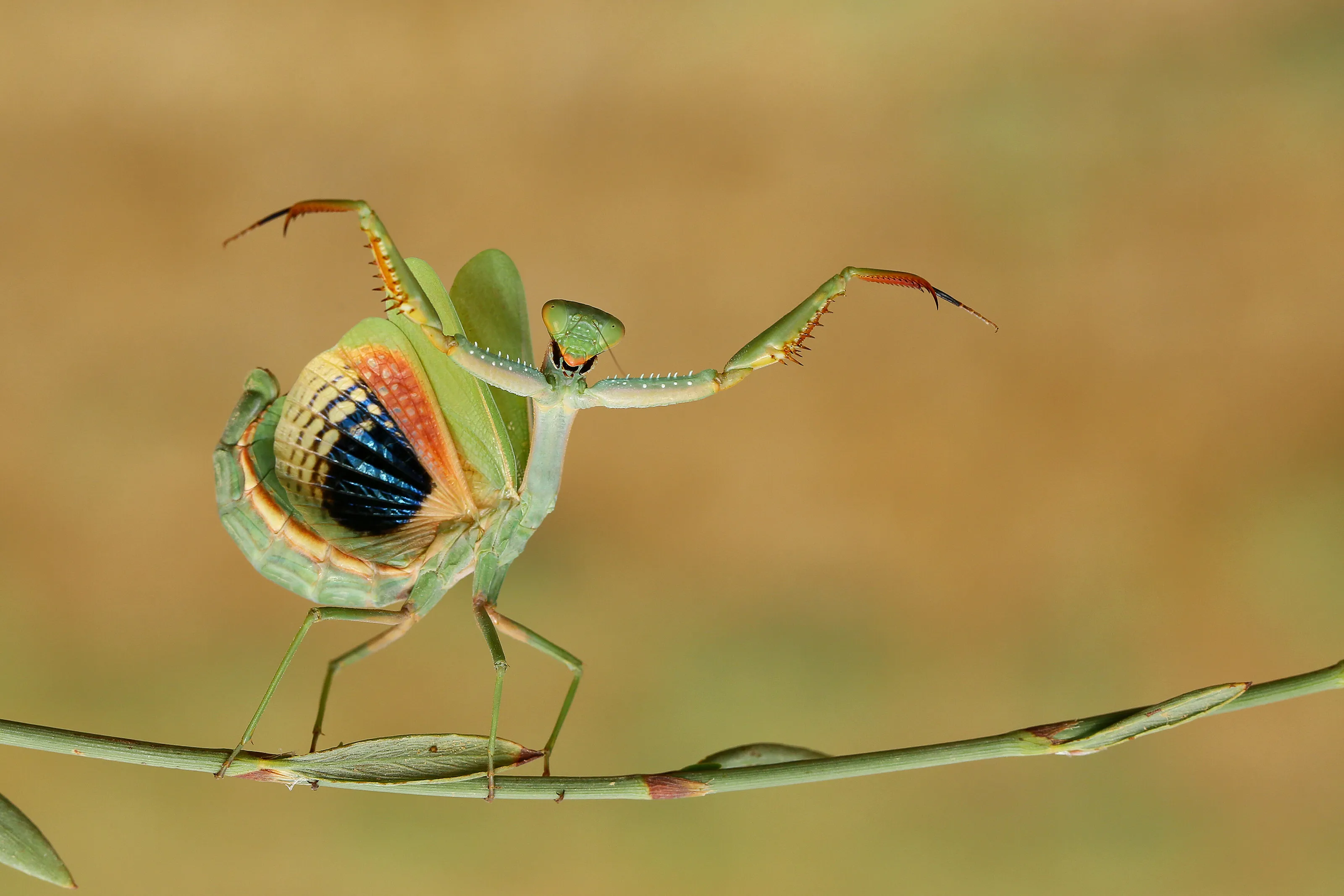 Rhythm Of Nature