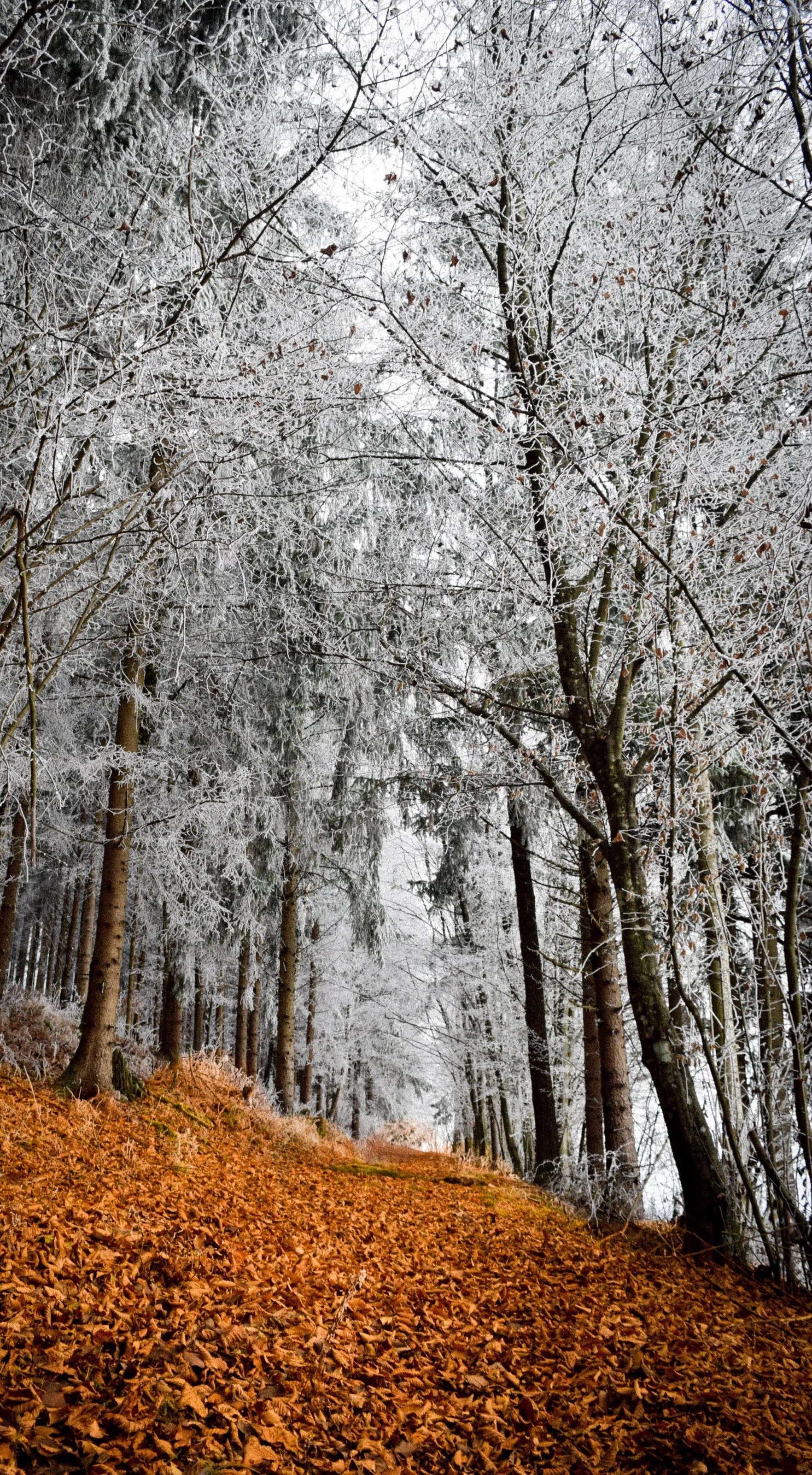 Winter wonderland - Austria