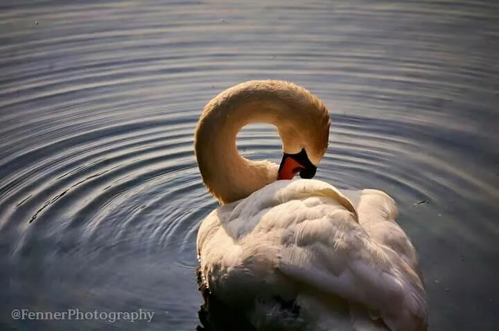 Swan Dance